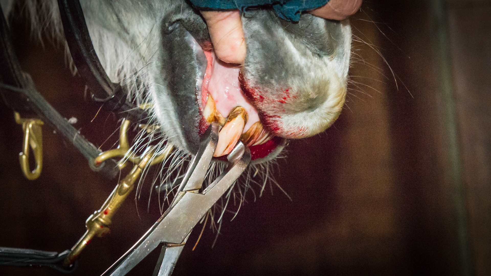 Incisor extraction horse - Cap forceps gripping 102 for rotation and distraction.