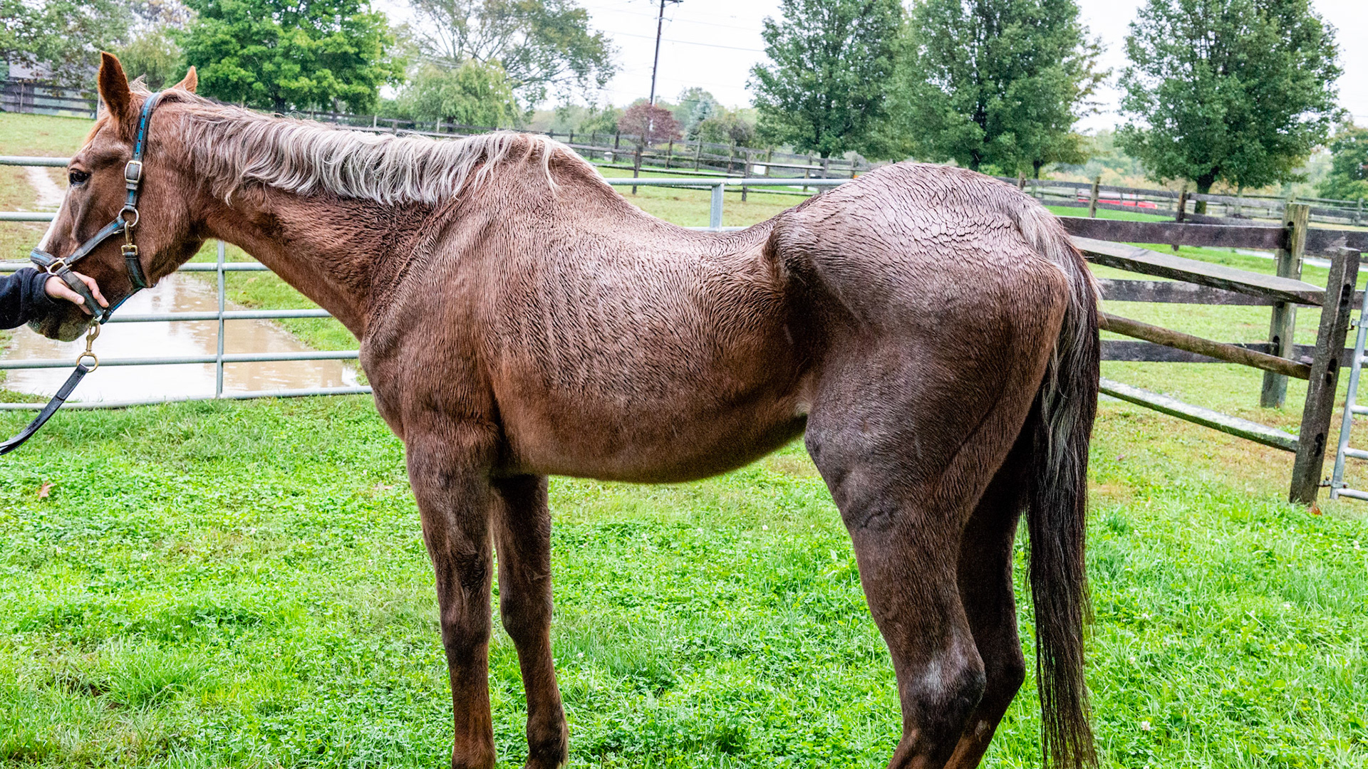 Penny - a story of love of owners and horse. This is a 35 + year old horse in the best of care.  She has less than half of her teeth and I have done the dental work on her for at least 10 years. She is just fading away and will be missed terribly.  Her head hangs out of the end stall to let her owners know that she is still alive.