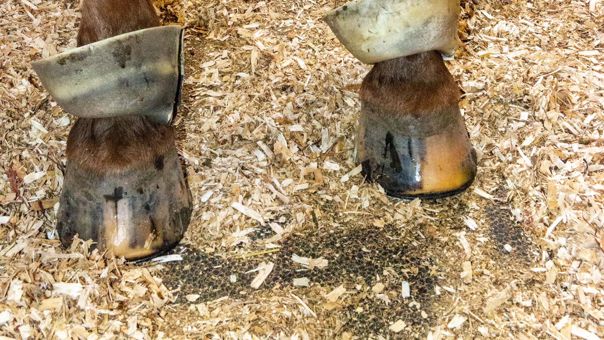 Mature Appaloosa G that foundered 3 months earlier. Growth rings are prominent on all 4 hooves.  These are the front hooves.