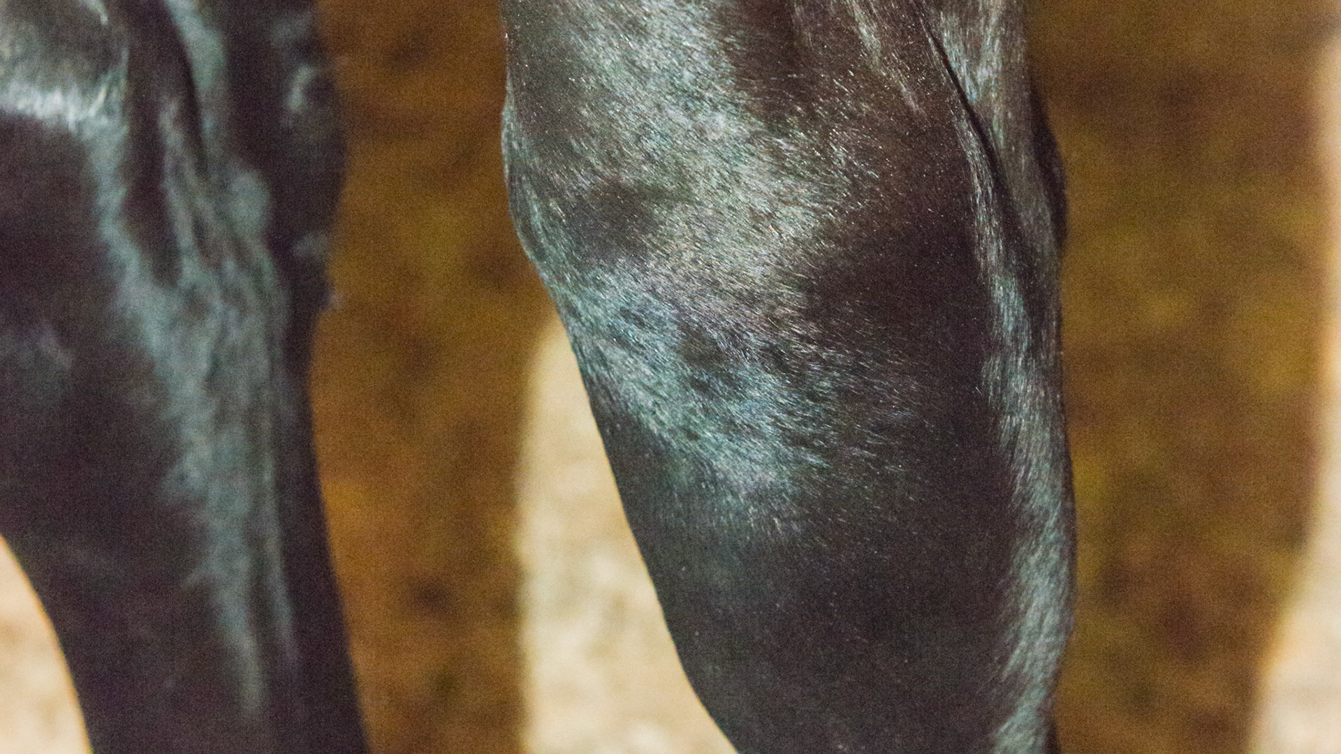 Distal physis (growth plate) of both radius bones (forearm) are enlarged indicating rapid growth from over nutrition.  It is called epiphysitis.