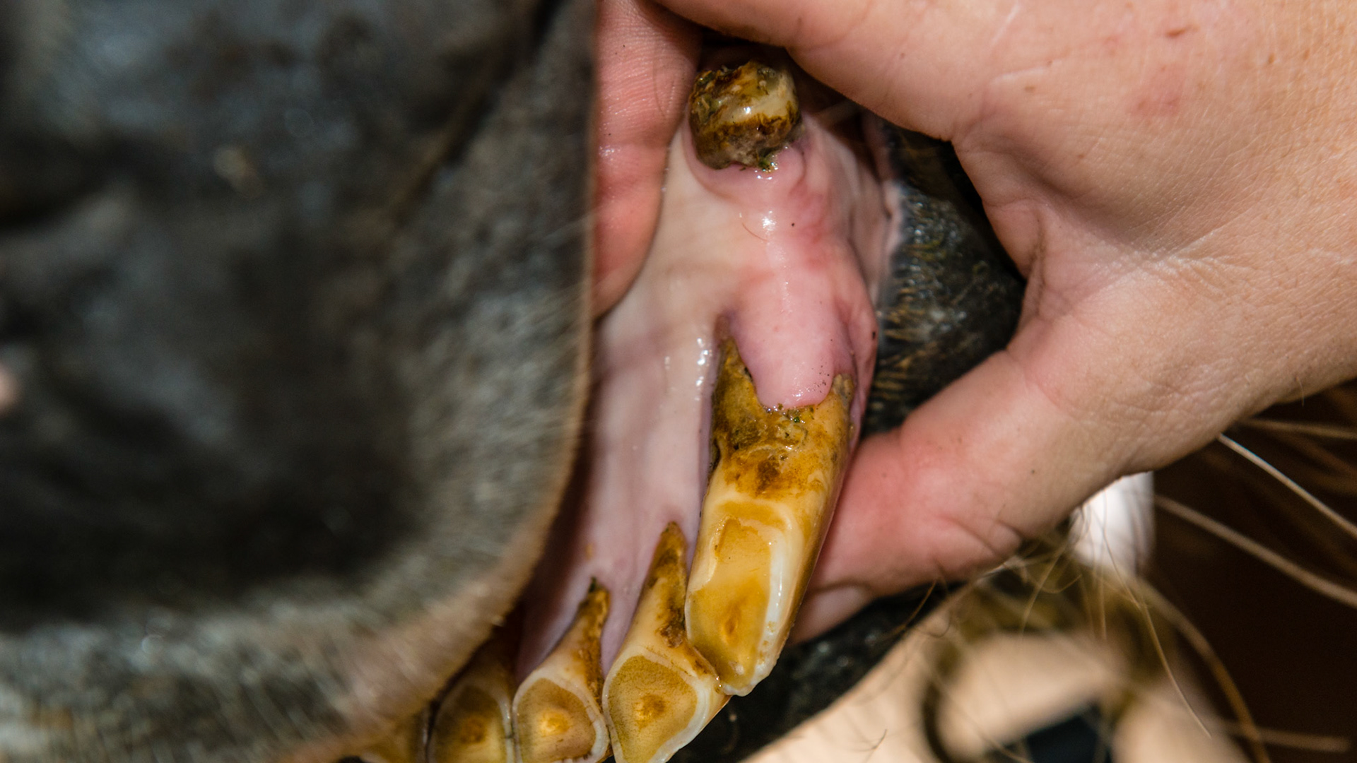 EOTRH horse 16 - with mandibular bone enlargement and receding gum line in a 24 year old horse.