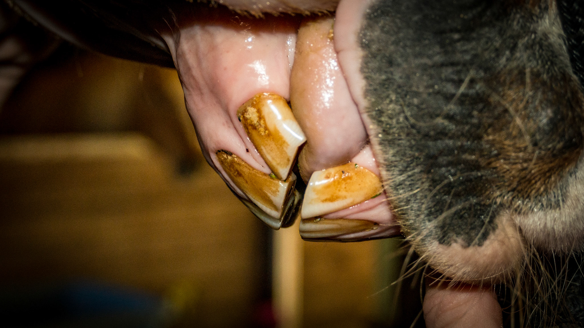 6/14/1993 = 20yr QH G - Horse B - 20 yr QH with relaxed incisors in a natural position