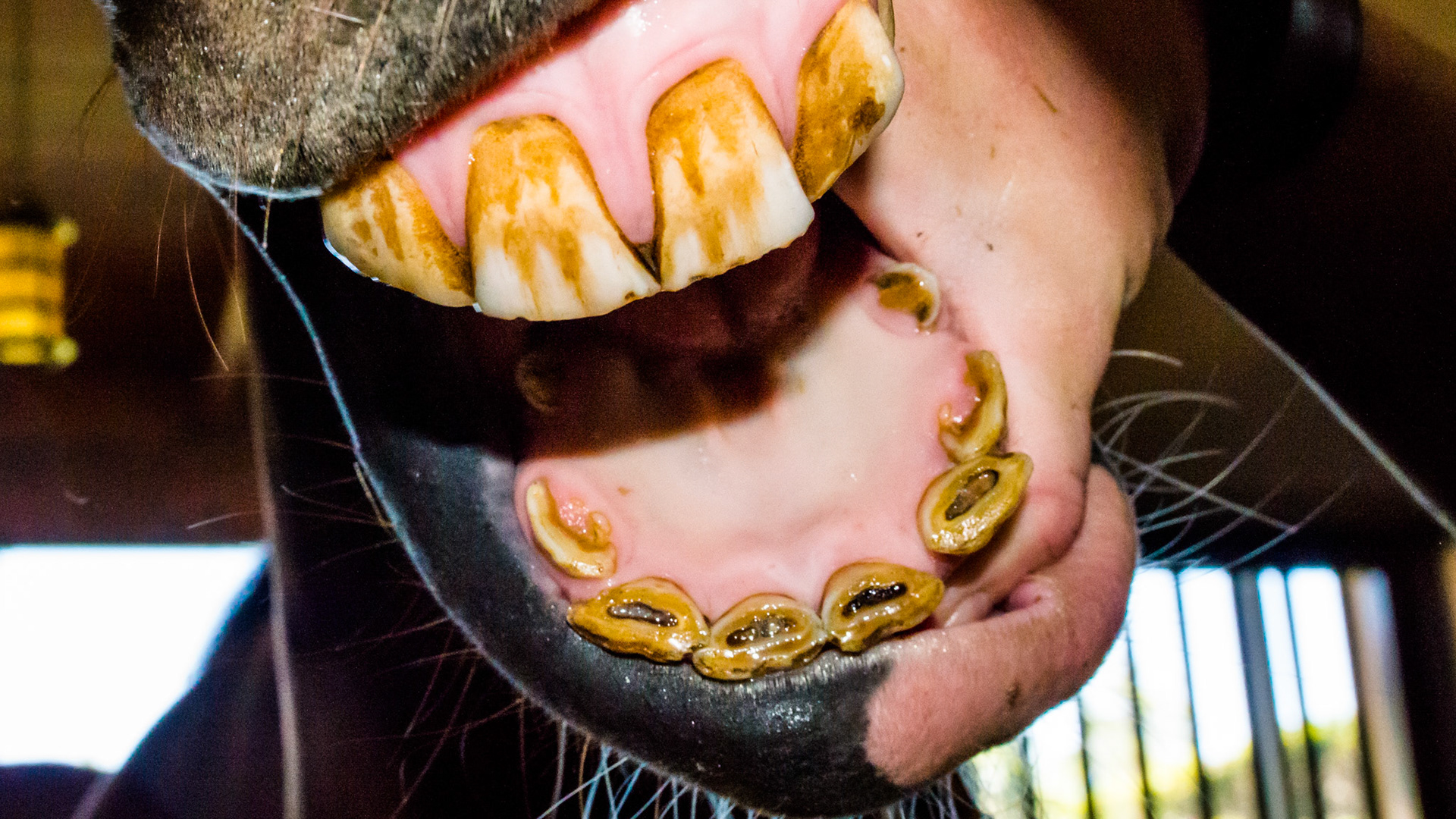 Incisors out of position.