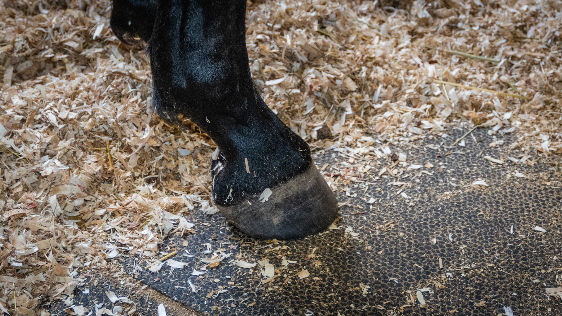 Slight club foot. Note that the angle of the hoof wall at the toe is steeper than the angle of the pastern which itself has a normal angle.