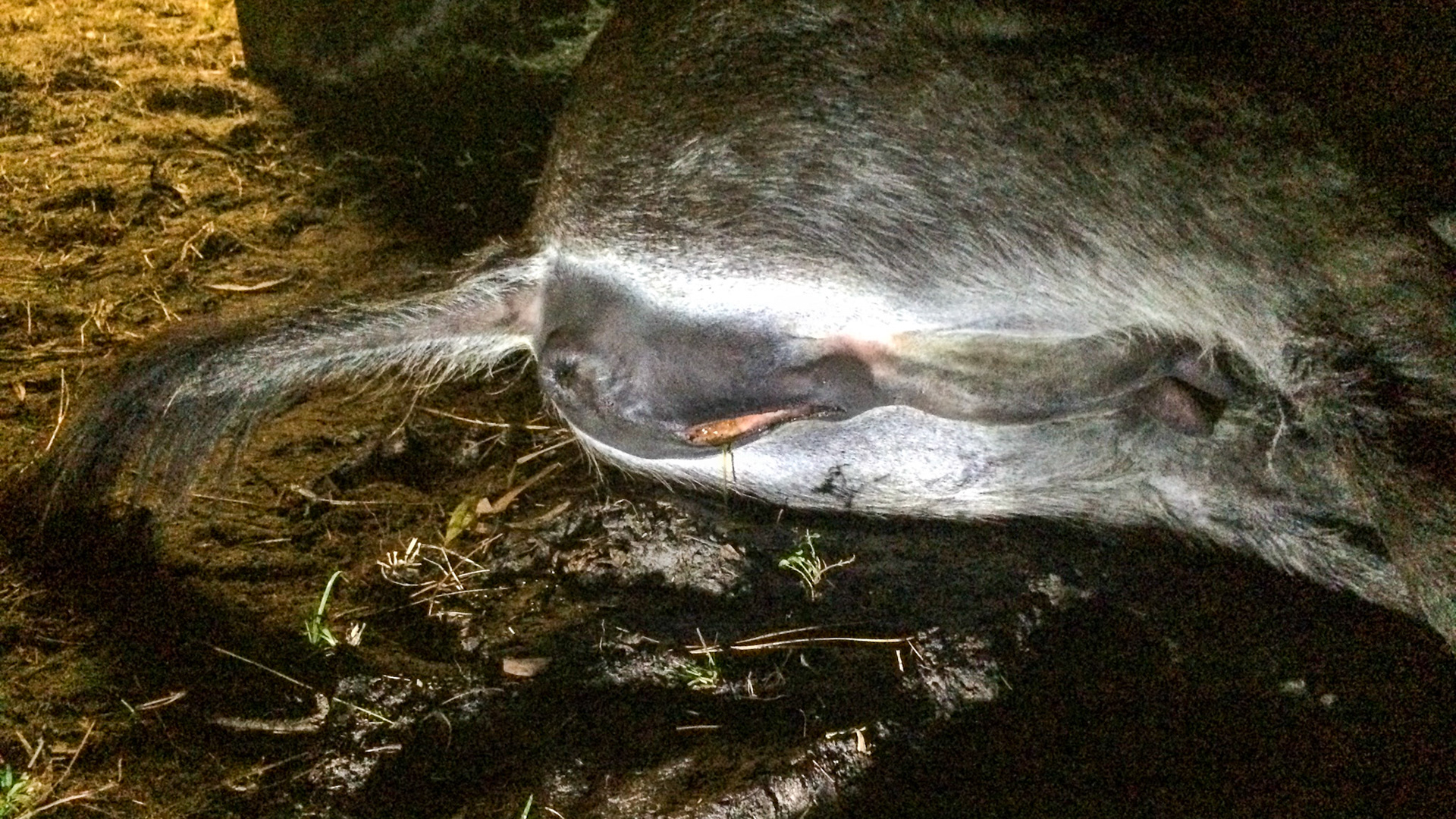 5/29 - Donkey birth - The bulge increases and there is evidence that the water is breaking meaning the outer birth sack is rupturing (normal) and the fluid is escaping.