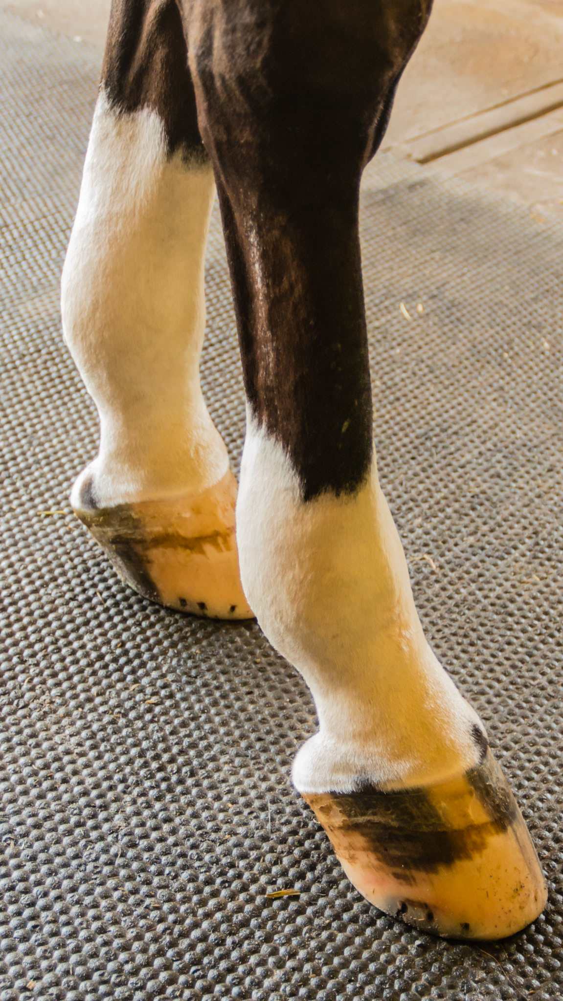 The hind limbs and sheath stock up daily in this 30 yr old horse. Leg wraps while in the stall and exercise helps.