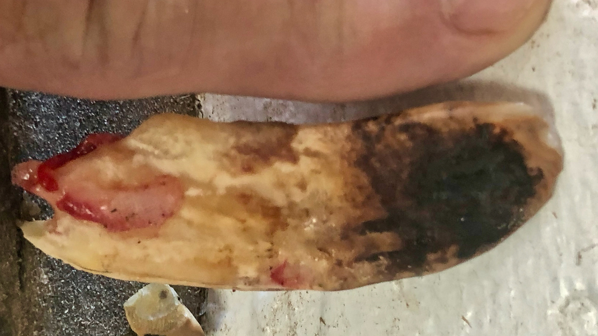 Extracted end stage decayed canine in an older mini