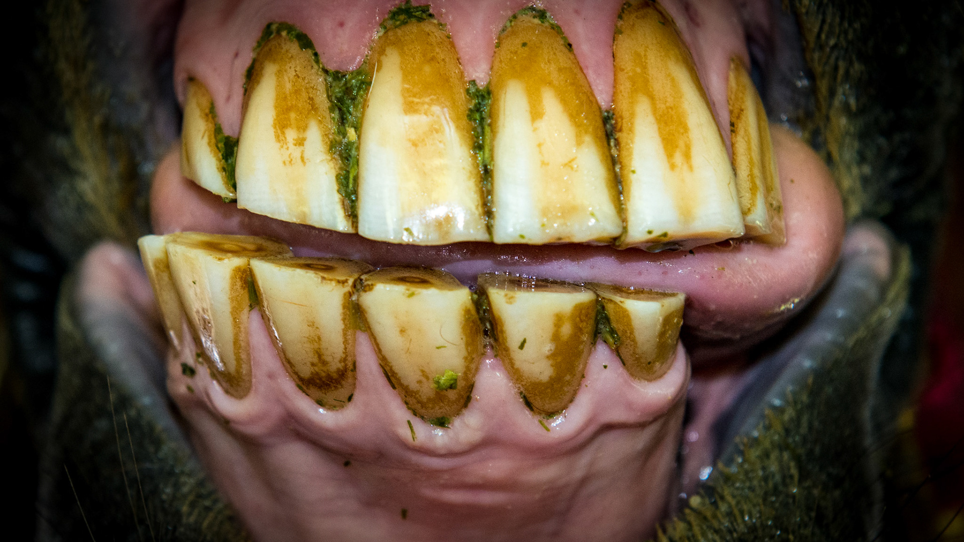 3/11/1994 = 20yr old Arabian gelding. Note angled occlusal surface of incisors and the tongue lays on the left side.