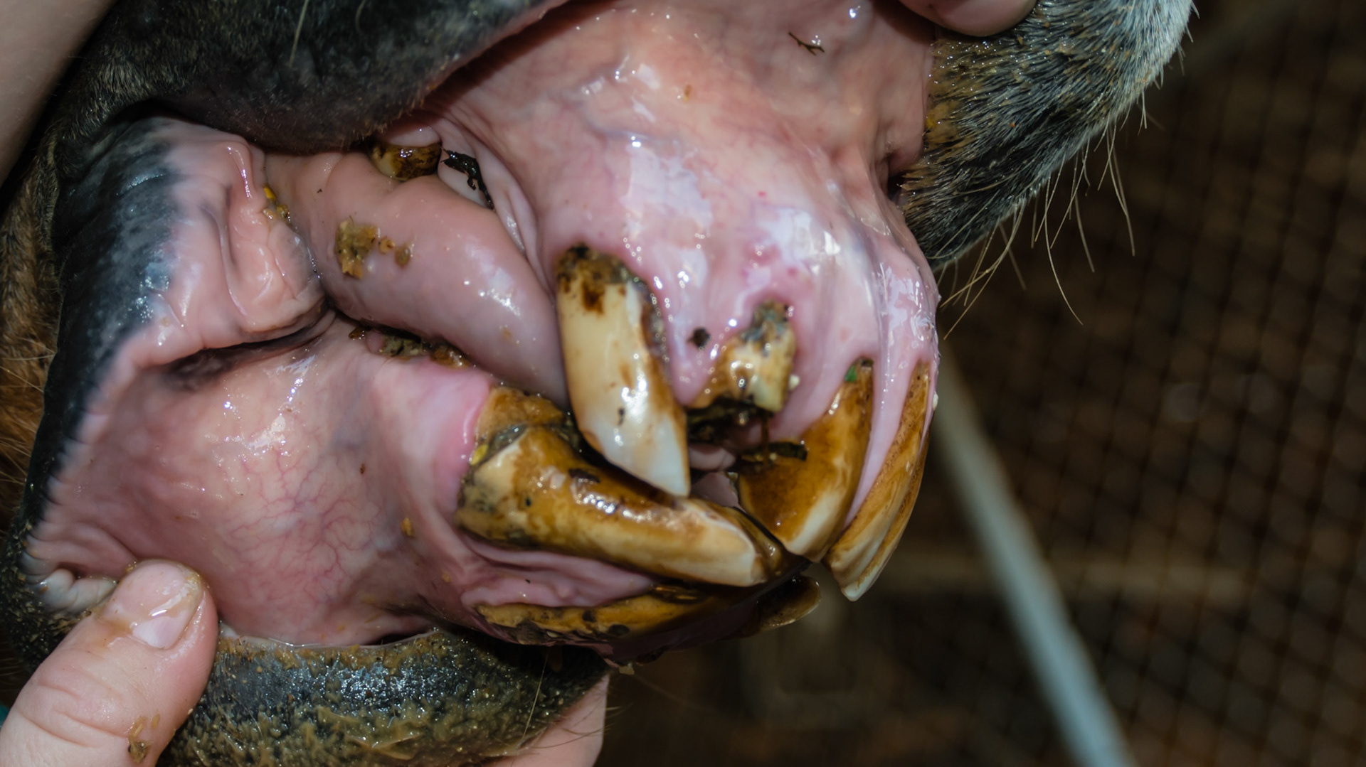 EOTRH horse 6 - 29 yr old, 403 fractured, good body condition and no difficulties chewing, cheek teeth are in good condition.