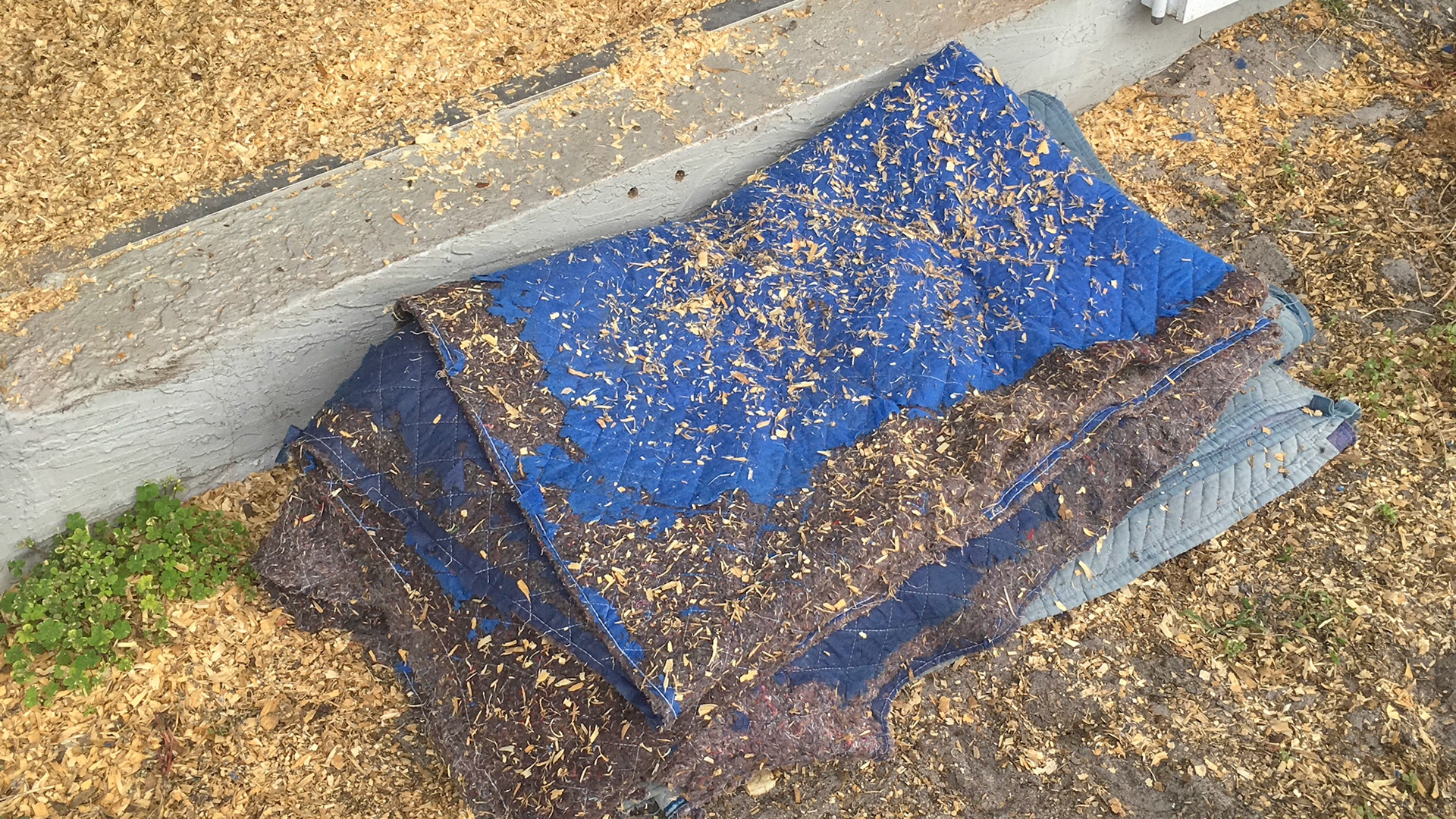 This foundered mini horse has a ramp built of blankets for easier access over the stall rise.