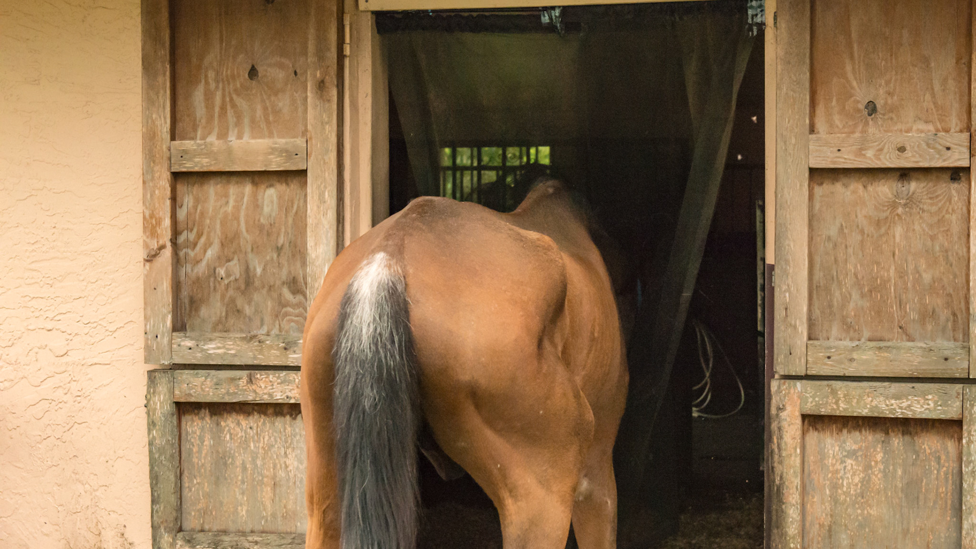 2 of 5 - Screen covers stall door access to paddock. The horse easily walks through the parted curtain.