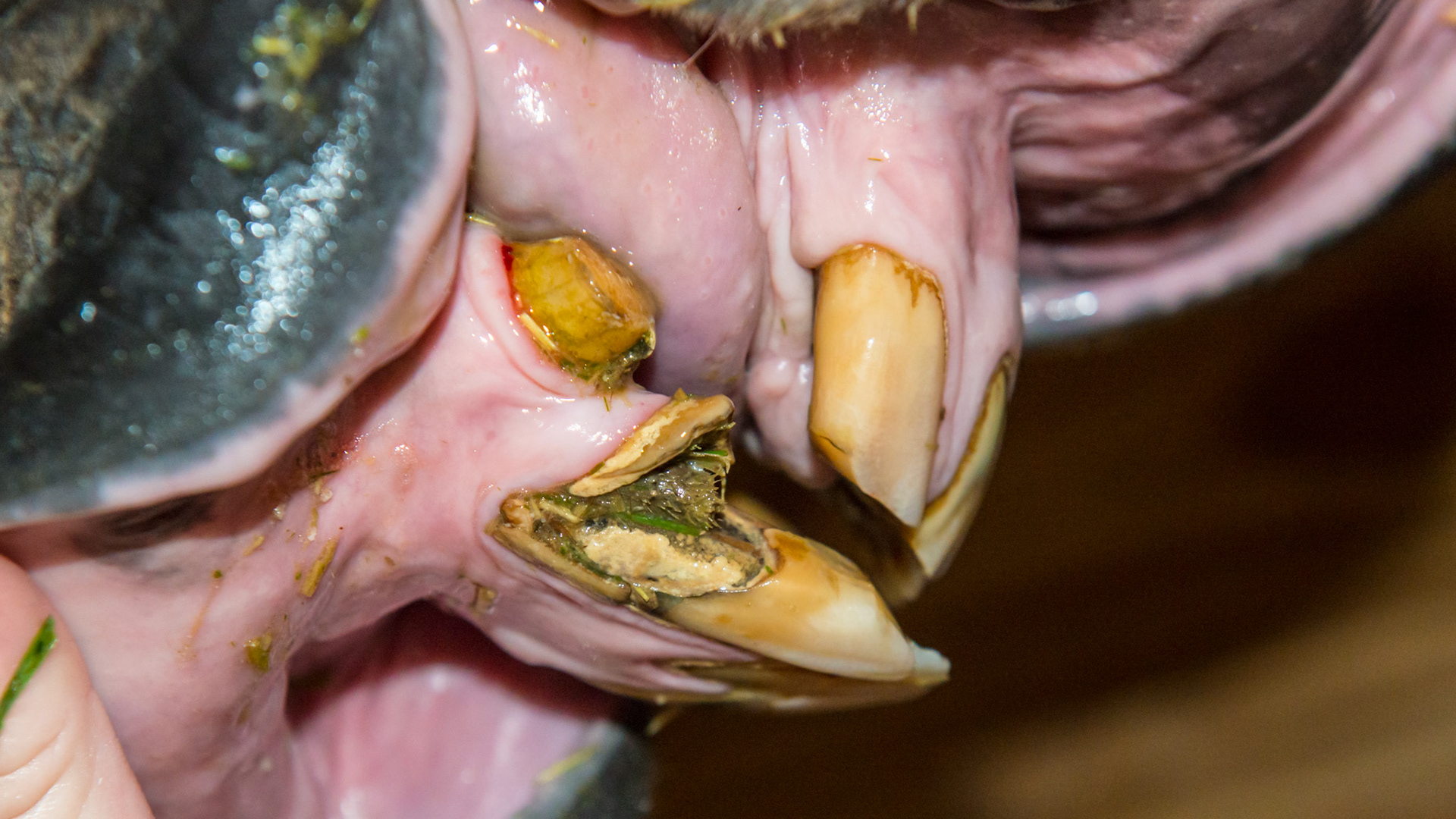 EOTRH horse 12 - a 25 yr old QH G with decay and feed impaction at #403, 101, &amp; 301's , extra lower incisors, cap remnants behind 301/2/3, gum recession of central lower incisors.