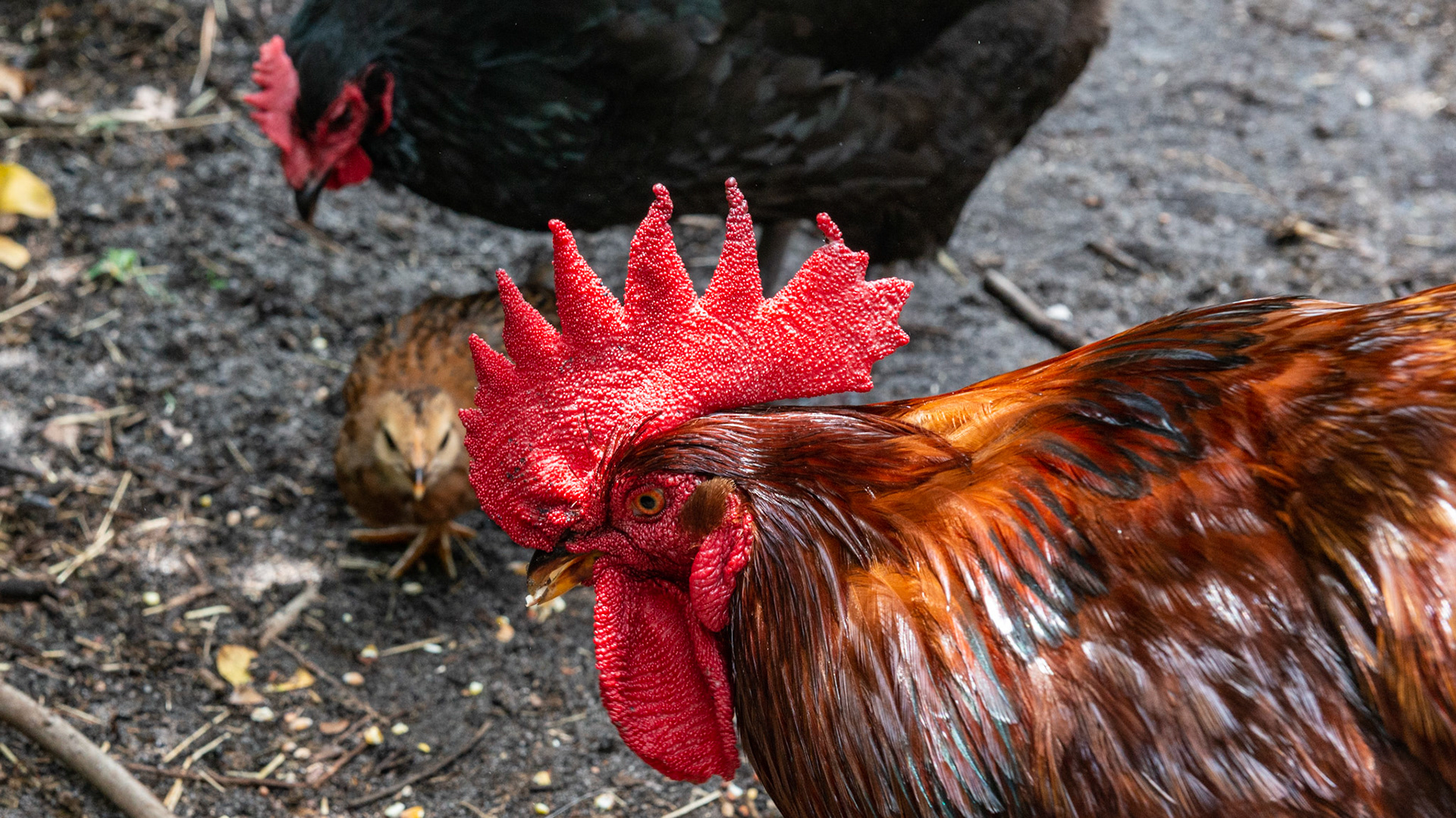 Morgan's chicken ranch