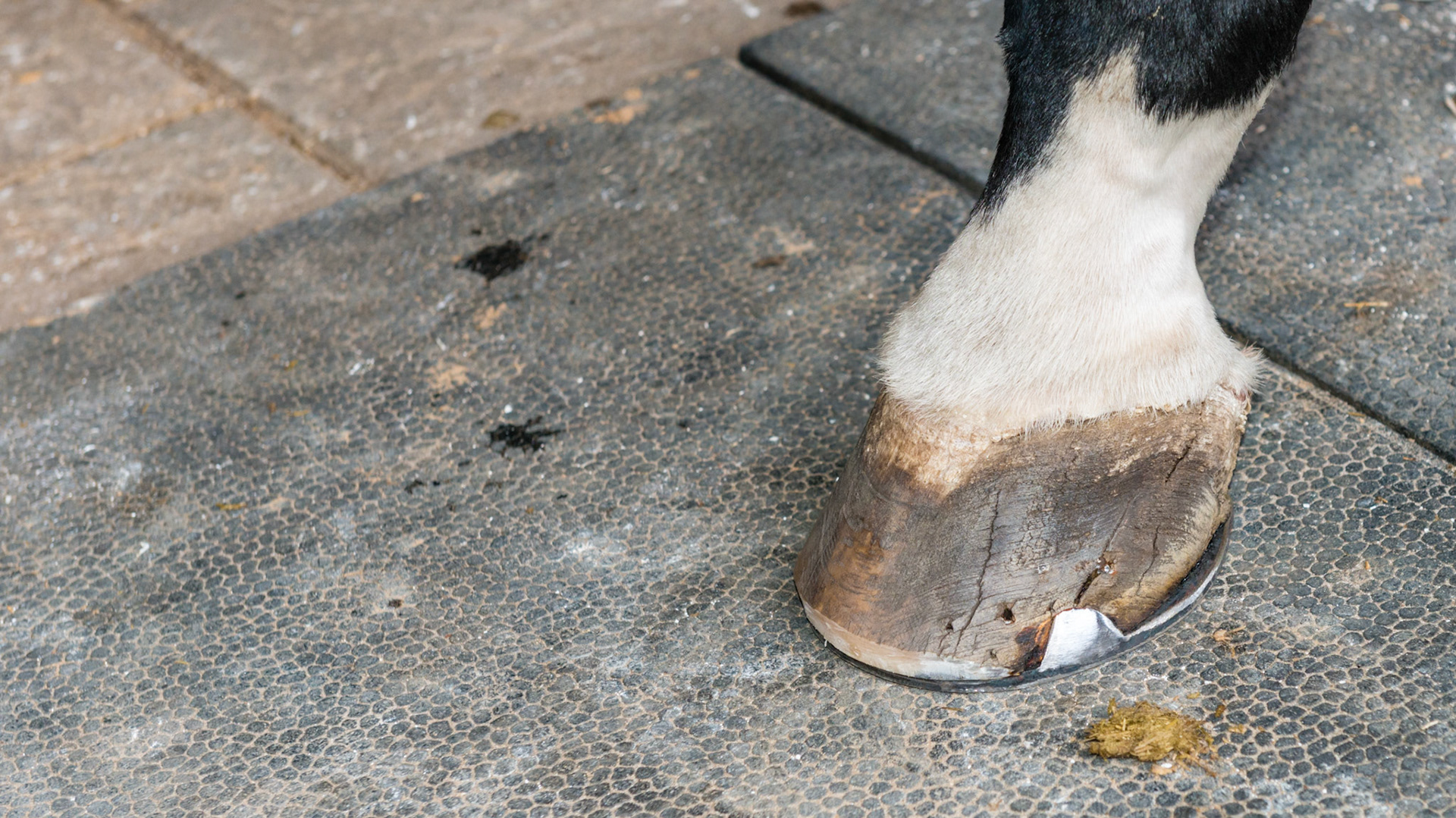 Horse A - Coronitis in the ssame horse seen 15 months earlier. Farrier keeps area cleaned, Frequently shaved and washed daily with mild soap. I saw this horse bite the open area between the bulbs of the heels. This is the best it has look in many years.