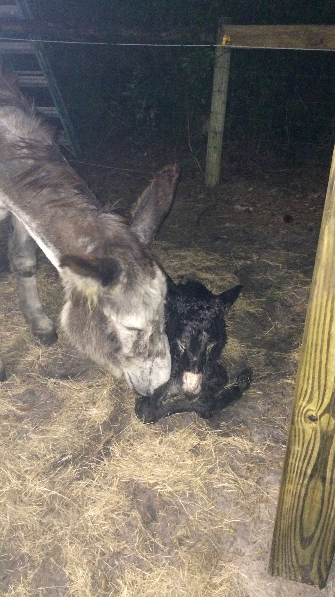 23/29 - Donkey birth - The coach is giving the encouragement which is a sign of a good mother. Let her do her job.