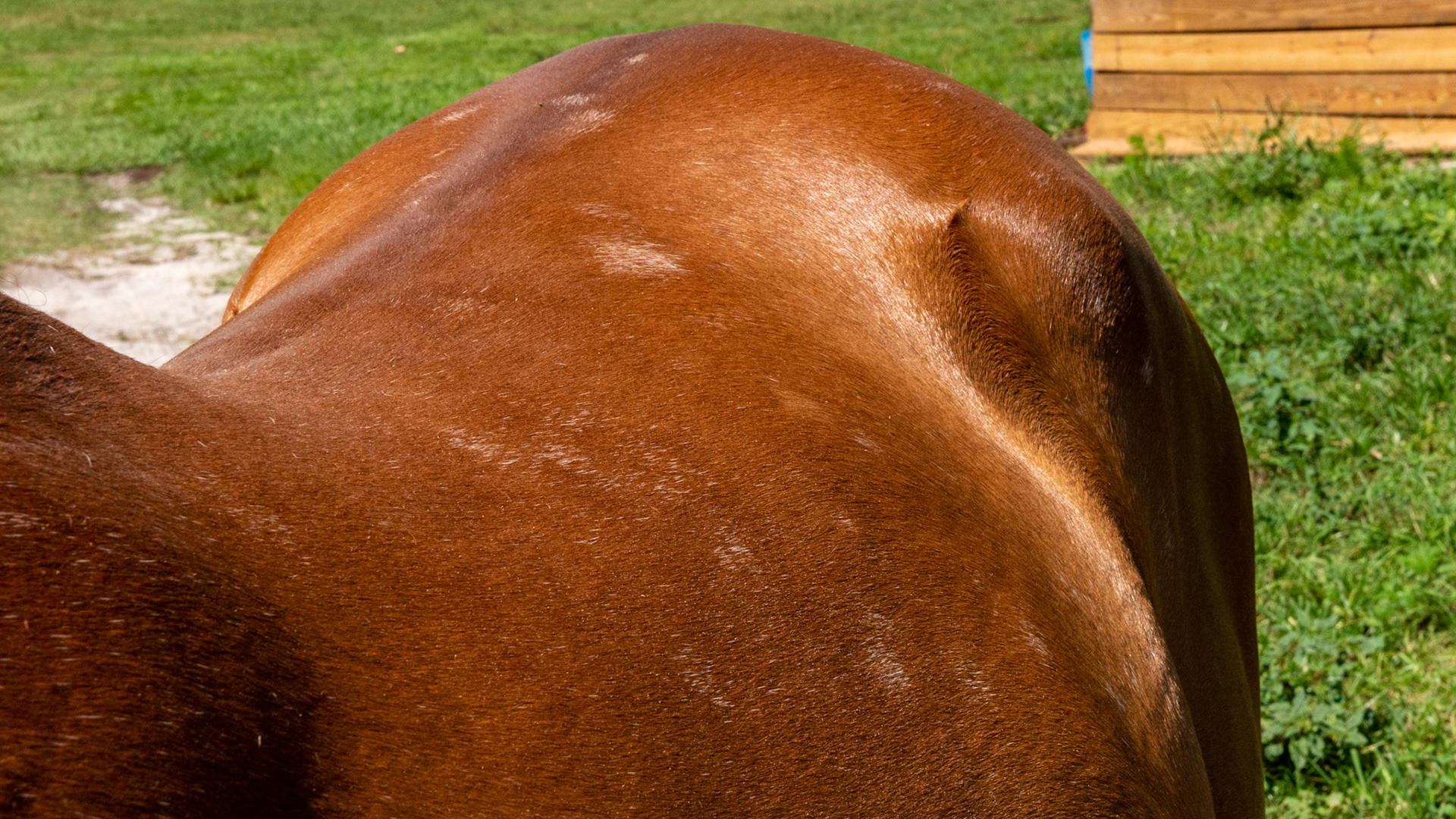 Spontaneous spotted leukotrichia. This horse was a pure chestnut on Saturday and had white spots throughout his hair coat on Sunday. Diagnosed at the University of Florida veterinary college, the cause is unknown. I read many years ago that spontaneous white spots in horses could be from a specific mineral deficiency, but there is no proof. If it was a mineral deficiency then how could this cooer “overnight?”