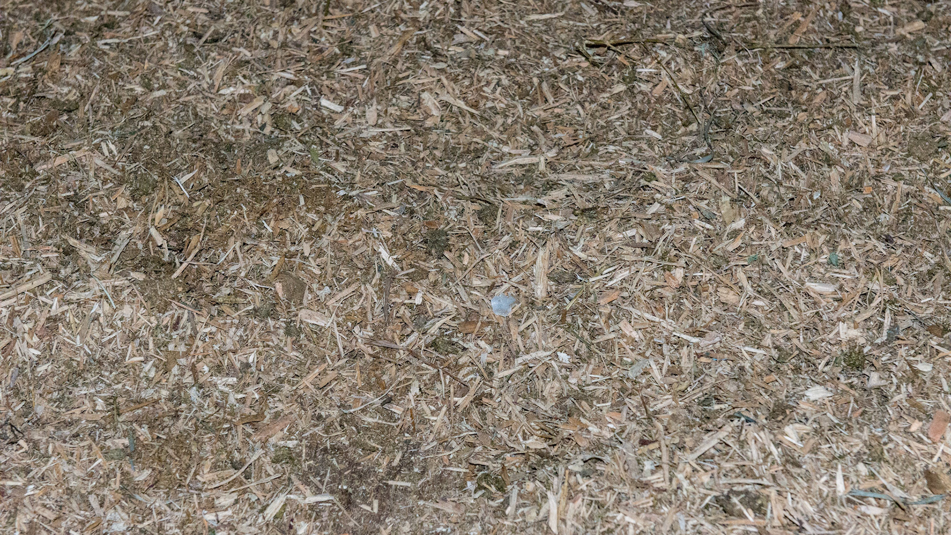 These wood chips I have found between the teeth of some horses. The owner of the barn feels that they make an uncomfortable bedding for the horse, but there were no other bedding solutions for her at the time.