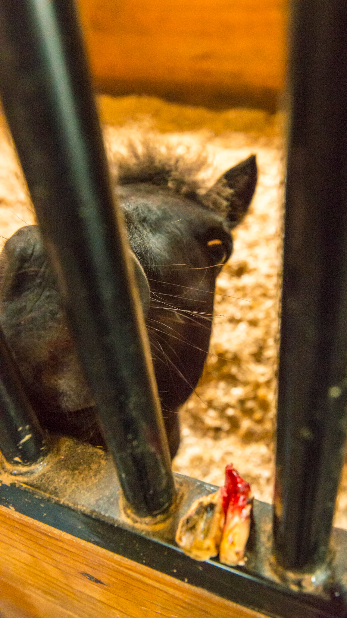 Cheek teeth fracture horse 7 - The mini is grateful after the extractions - or is he just hungry