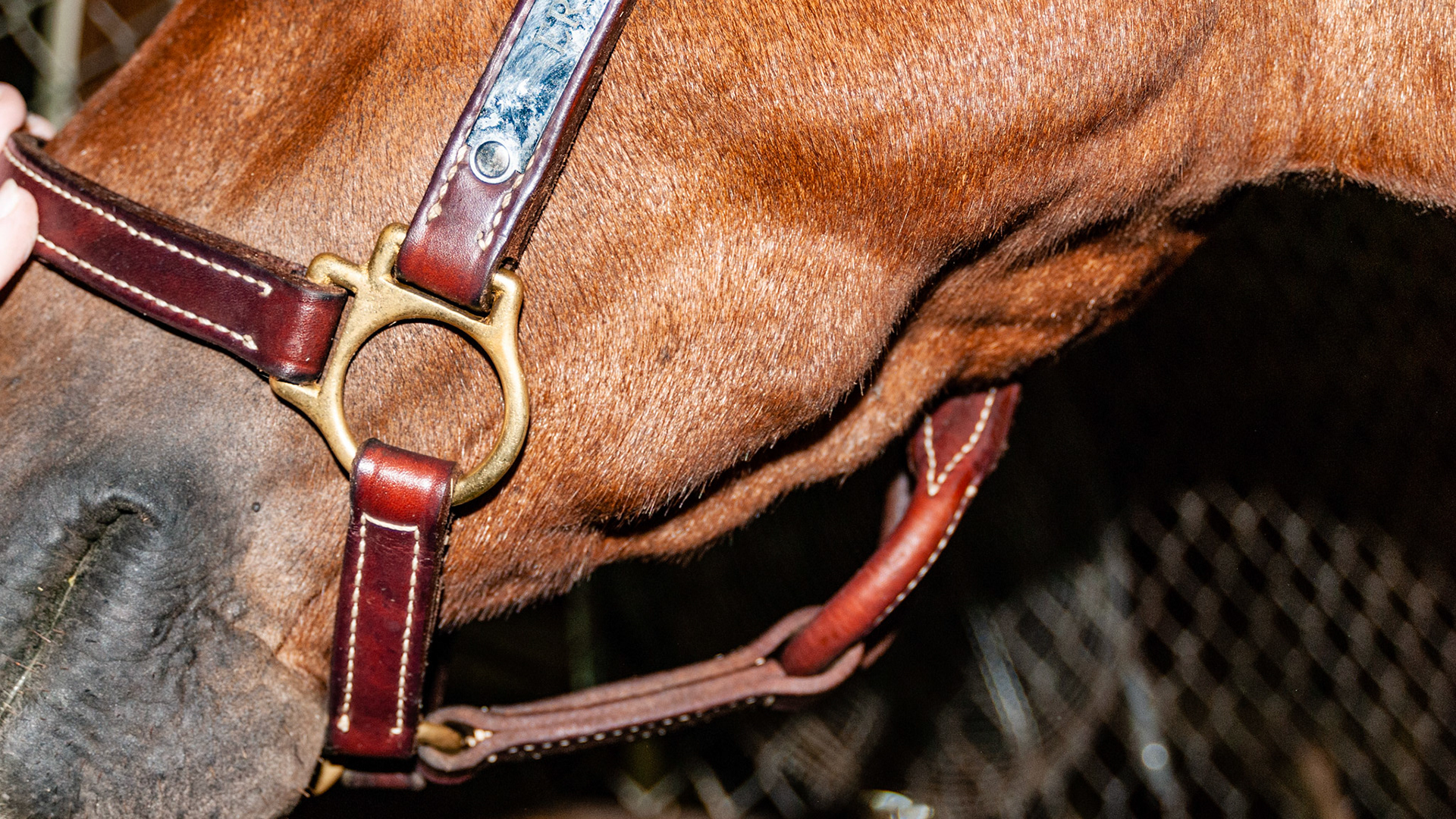 Mandibular (lower jaw) eruption bumps