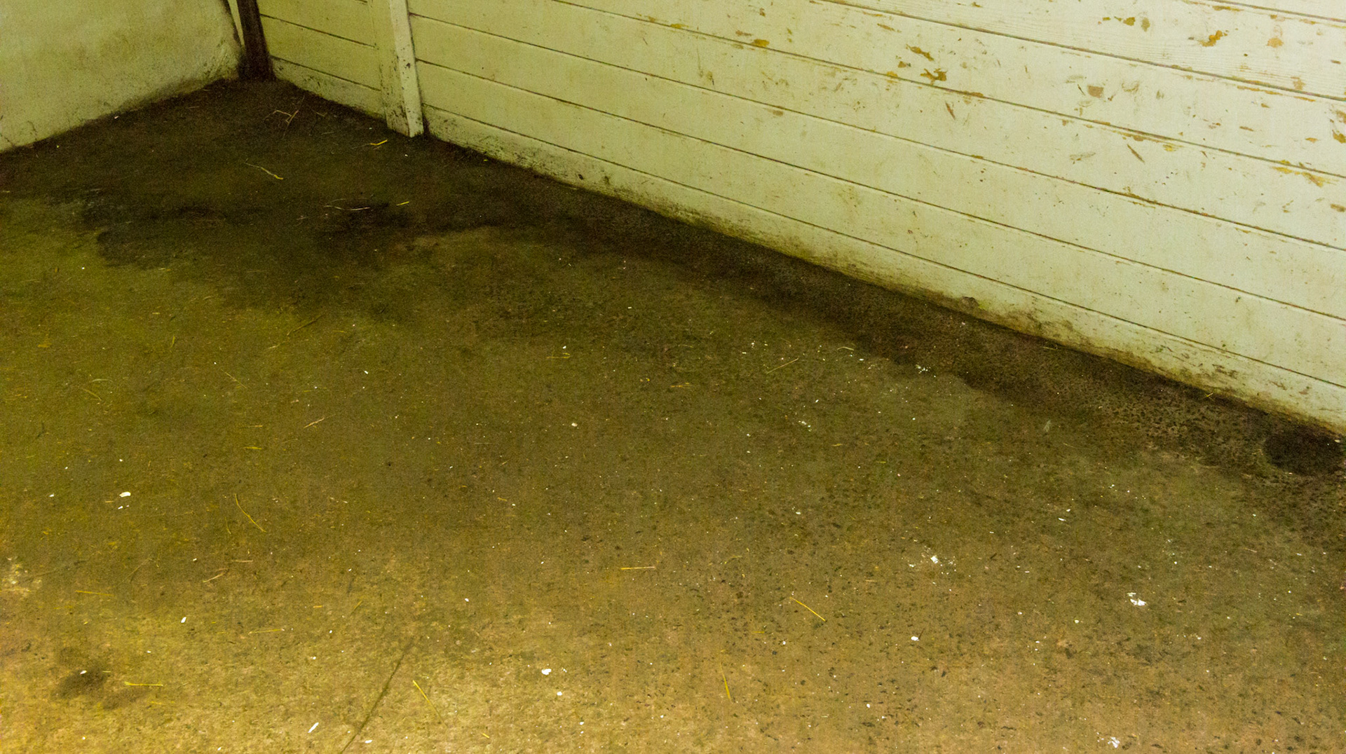 This farm uses asphalt for a stall floor which is actually a perfect stall floor because of good hoof traction, it is softer than you think when covered with deep straw, and very easy to clean. Cleaning it thoroughly every day is essential in it working well as a stall floor.