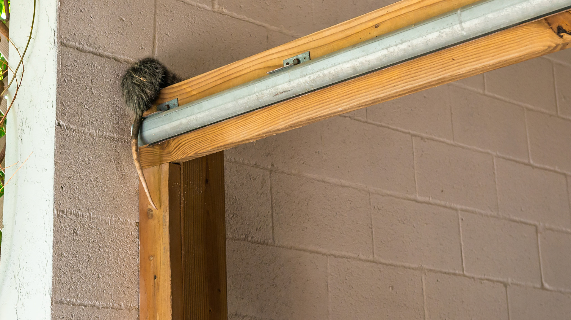 An opossum in a barn is a known source for equine protozoal myelitis (EPM).  The infected feces from this animal contaminate the feed of horses who ingest the organism and subsequently develop the disease.