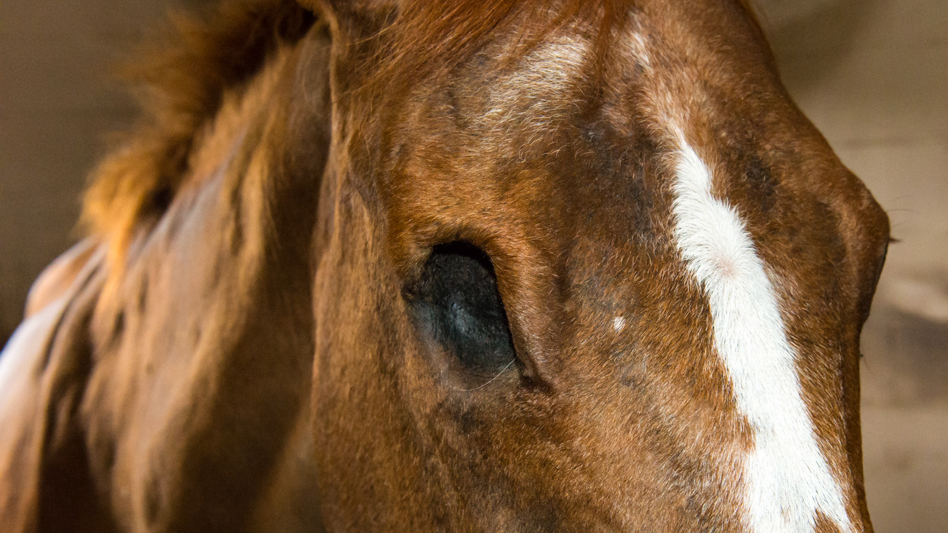 Horse B - Socket of right eye. This horse would prefer to use his right side to face the entrance of the stall and was very comfortable being approached on the right.