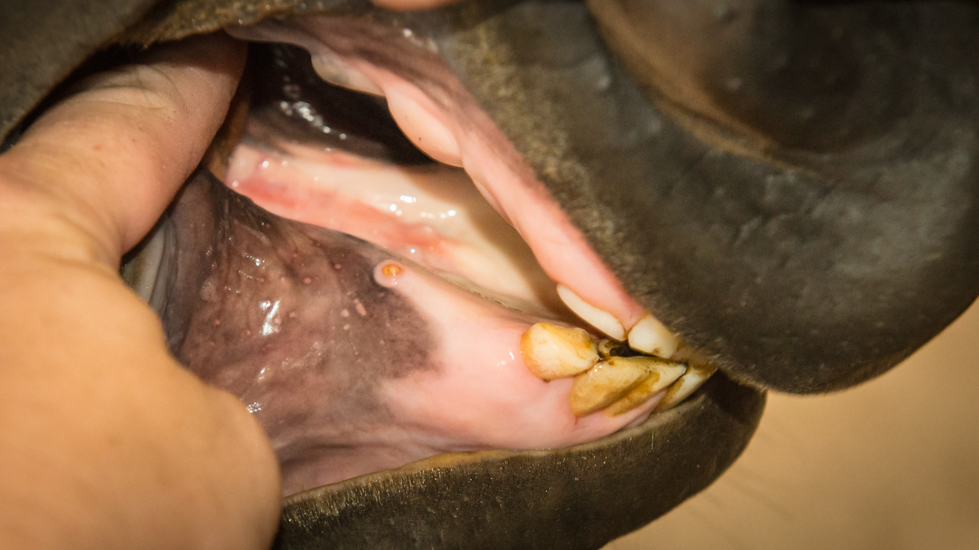 Canine in a 4yr old filly who is self confident