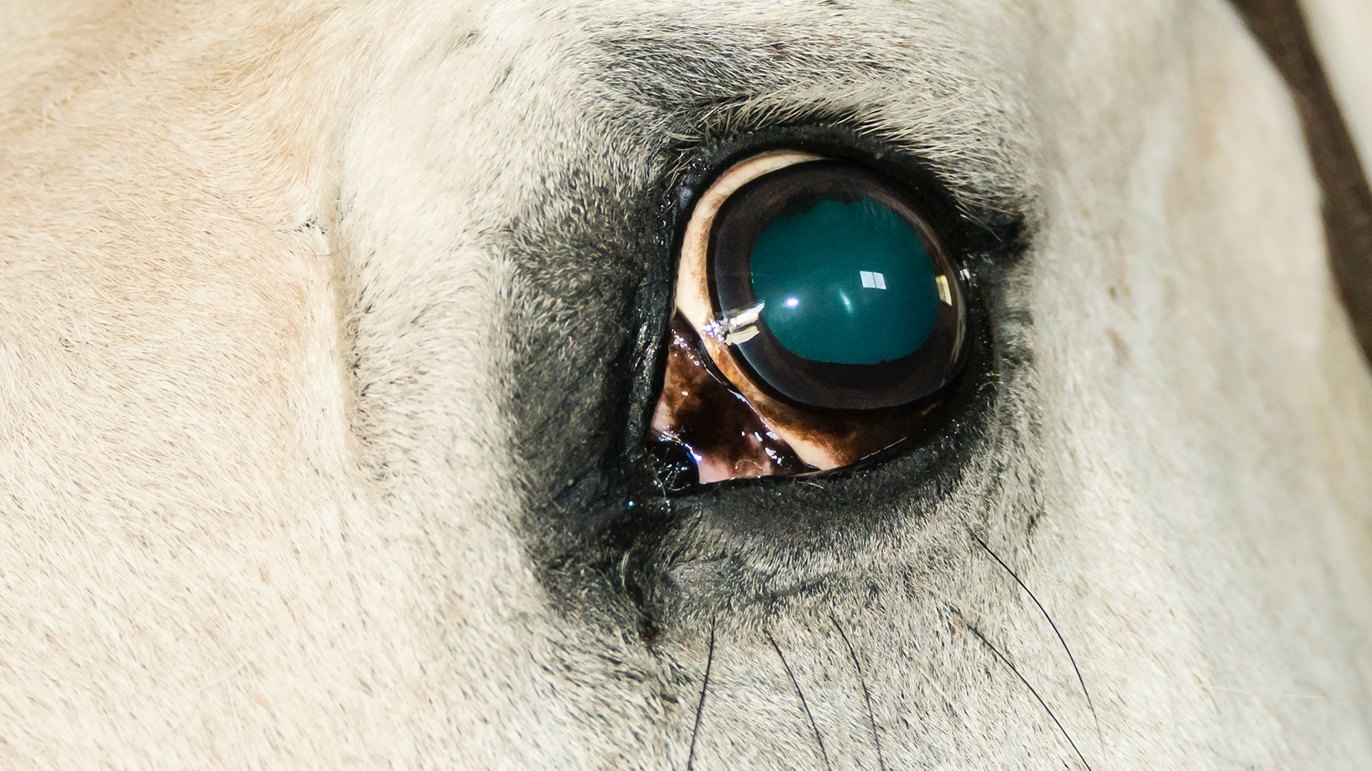 Horse A - An optic nerve tumor caused blindness in this horse at 6 years of age. Notice the dilated pupils in daylight because the horse does not recognize that there is any light. To him it is dark out.  There is no menace response (a hand is waved without wind creation in front of the eye).