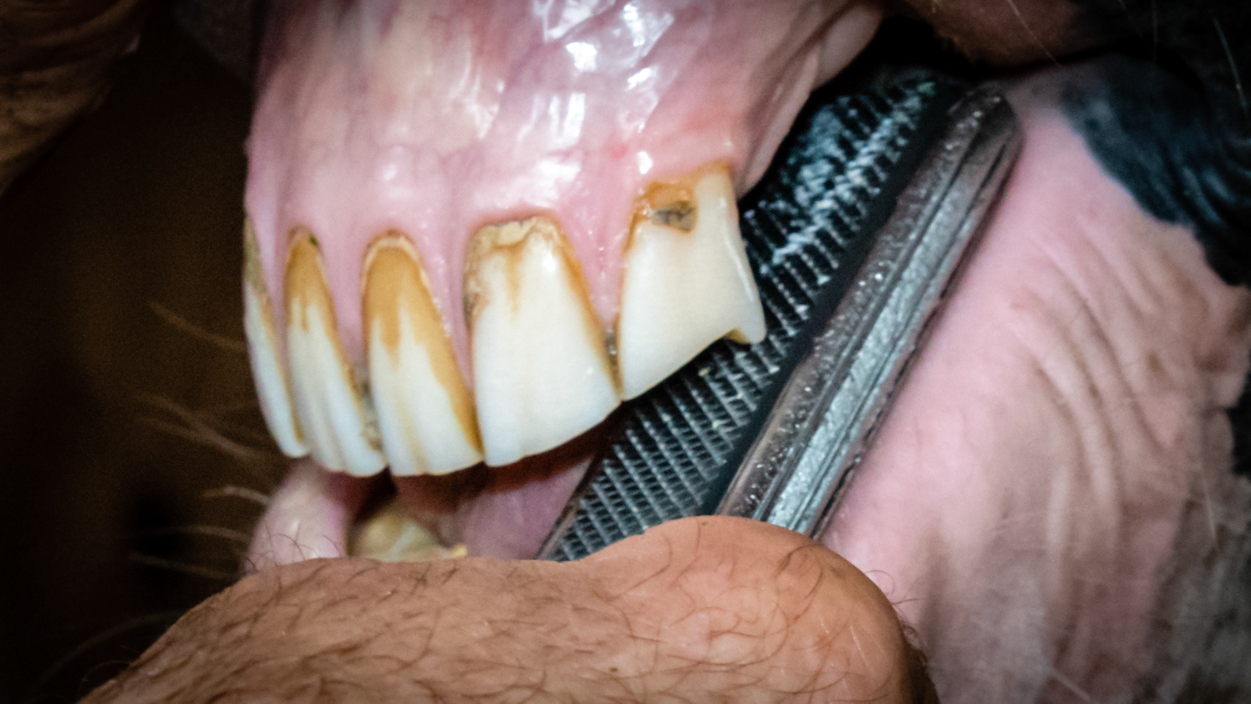 Over-eruption of 102.  The blade is placed to pull and reduce the hook.