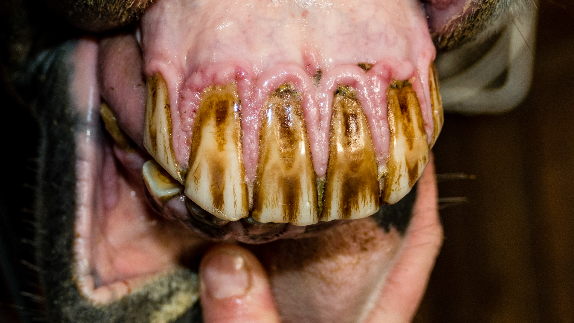 Hyperplasia of gums surrounding incisors and canines that is a precursor to EOTRH. Note the receding gum line leading to root exposure and the cobblestone roughening of the gums.