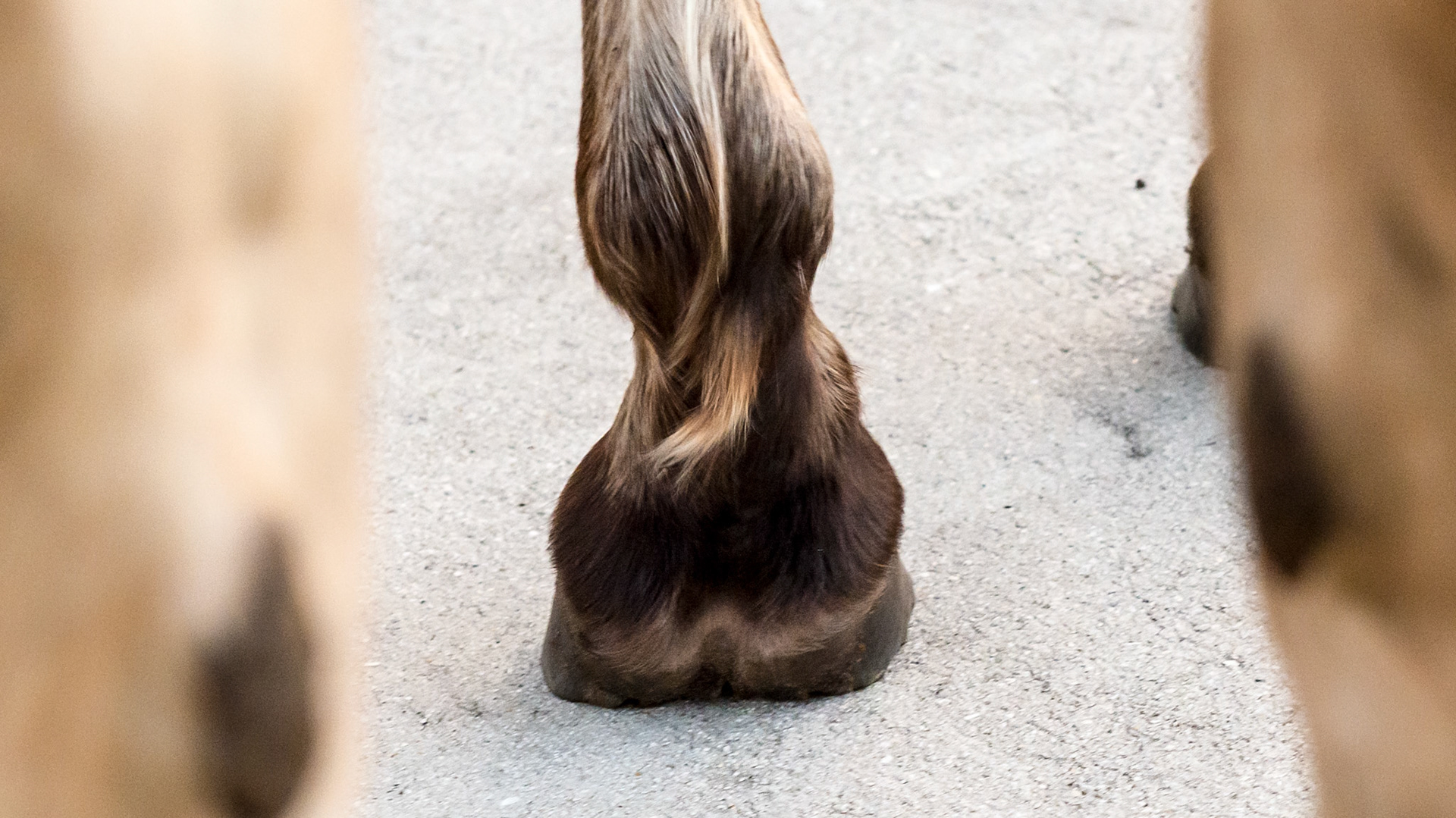 Horse J - The LF hoof of this horse has an asymmetric hoof and an offset pastern entering the hoof. This rear view shows the uneven heels and the lateral deviation of both heels.