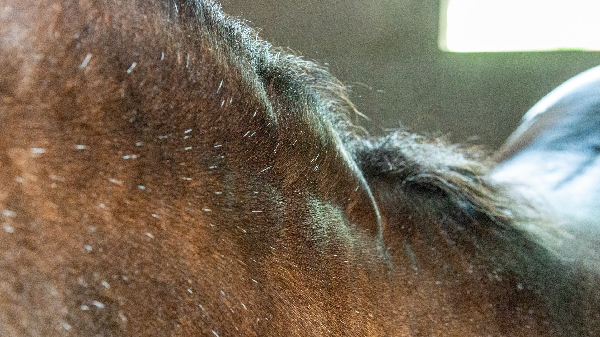 Horse B - BCS 8 - Fat ~ Discernible crease down spine and ribs difficult to feel.  The neck is large for the horse. Fat is deposited on the tail head, withers, shoulders, neck, inner thighs.