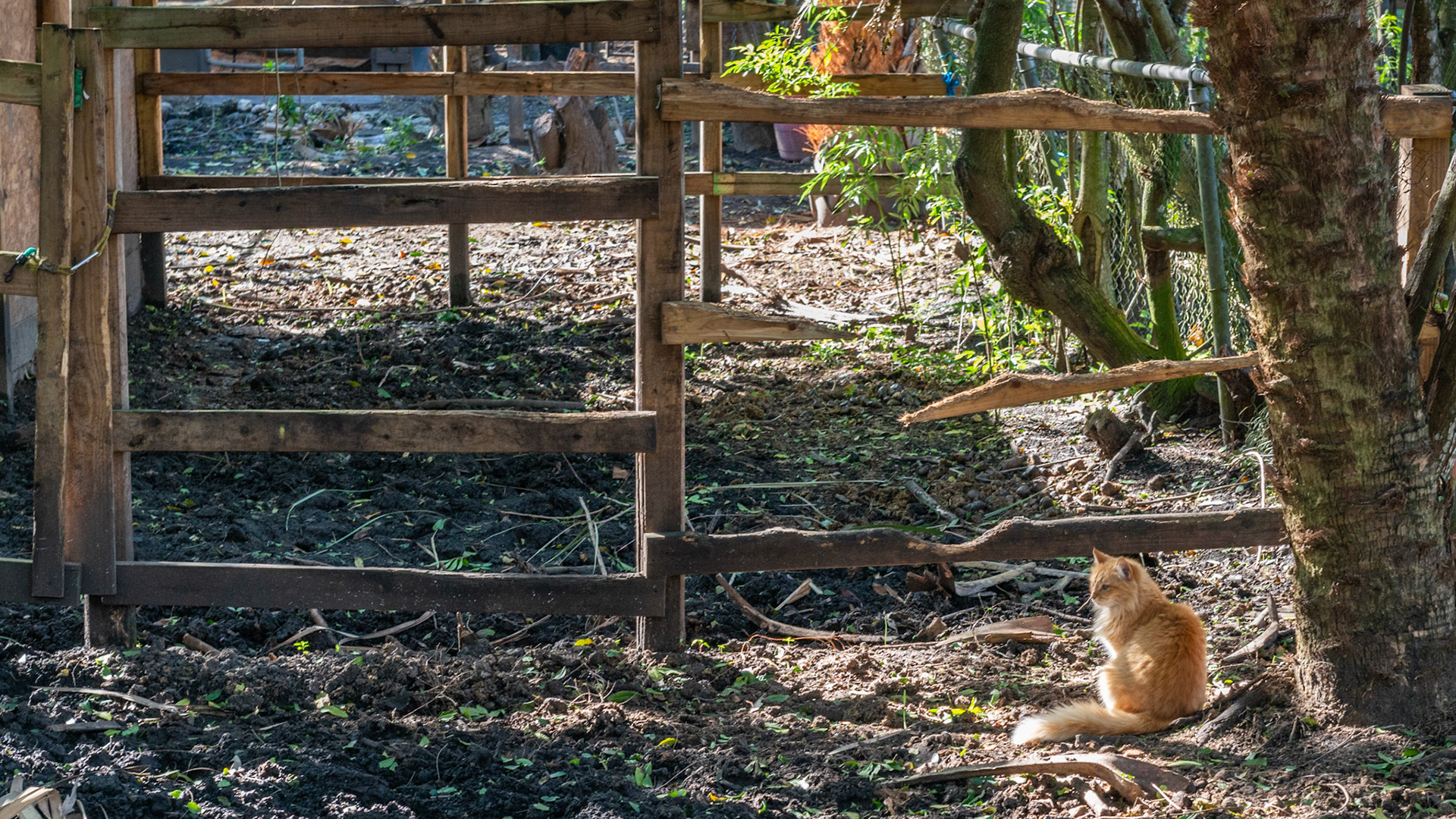 A cat surveys his domain.  x4 pine board fencing is all but gone as the bored horses chew through them. There is no pasture and sanitation and drainage is poor.