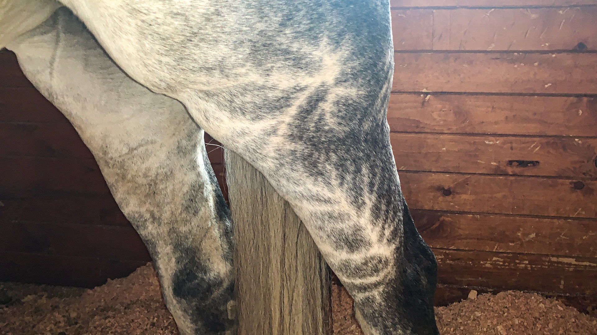 Vibrant dappling on this young gray horse.