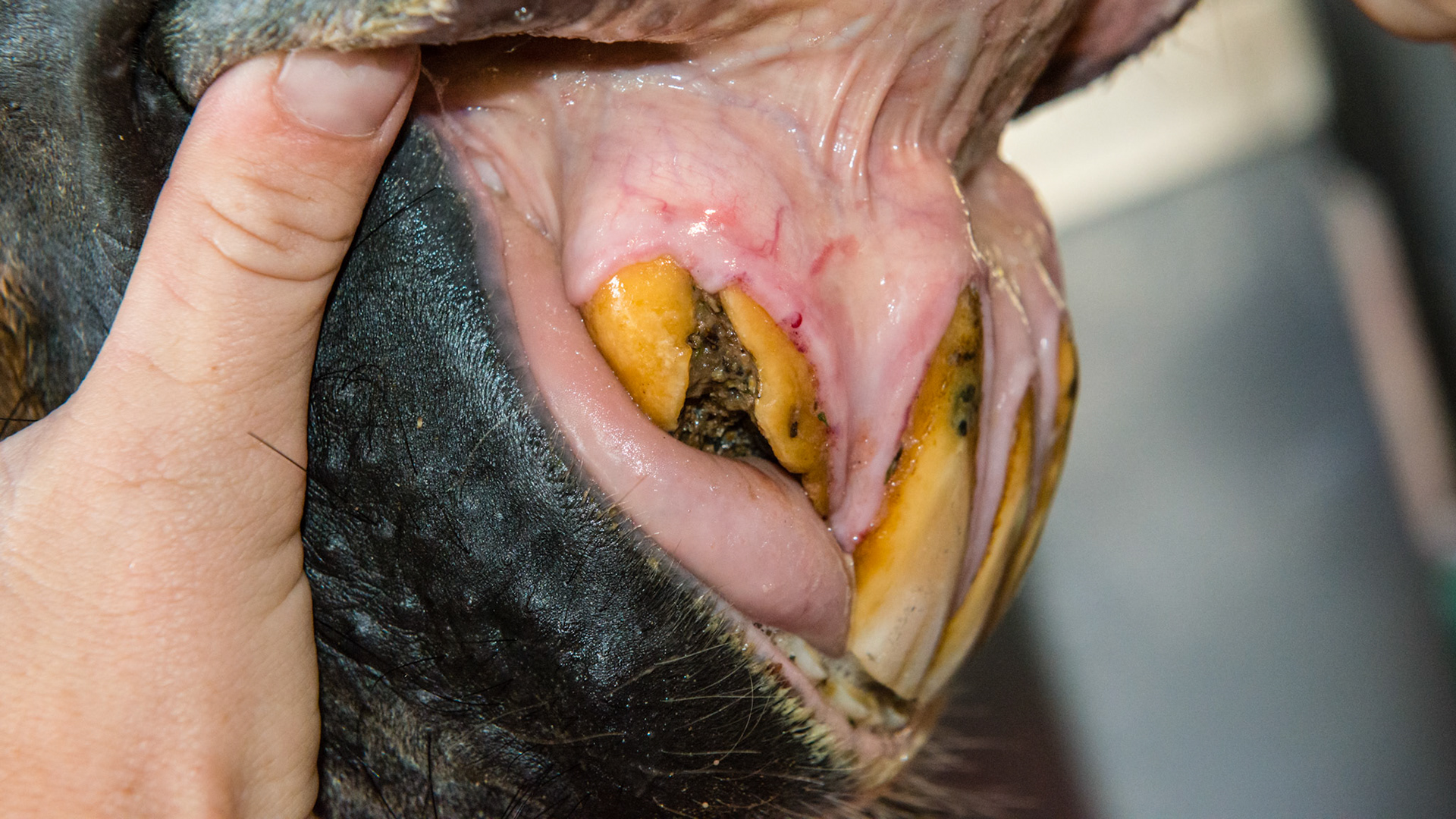 EOTRH of #103 - Associated lip ulcer is not painful and does not affect his eating. I filed smooth the edges. Because this tooth did not affect his chewing we decided to wait until further action was needed.