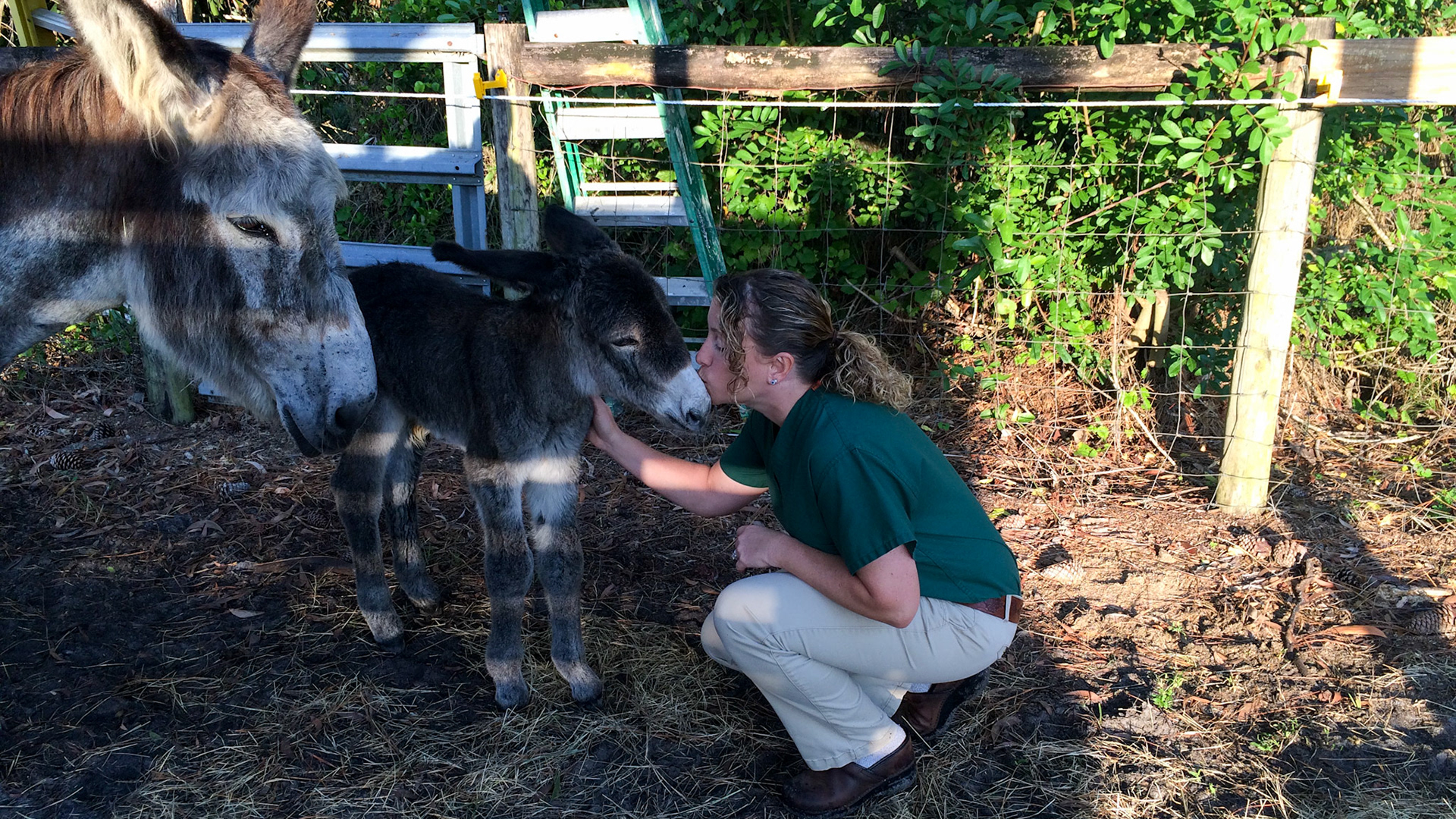 25/29 - Donkey birth - later that morning with the owner a little over 9 hours from delivery.
