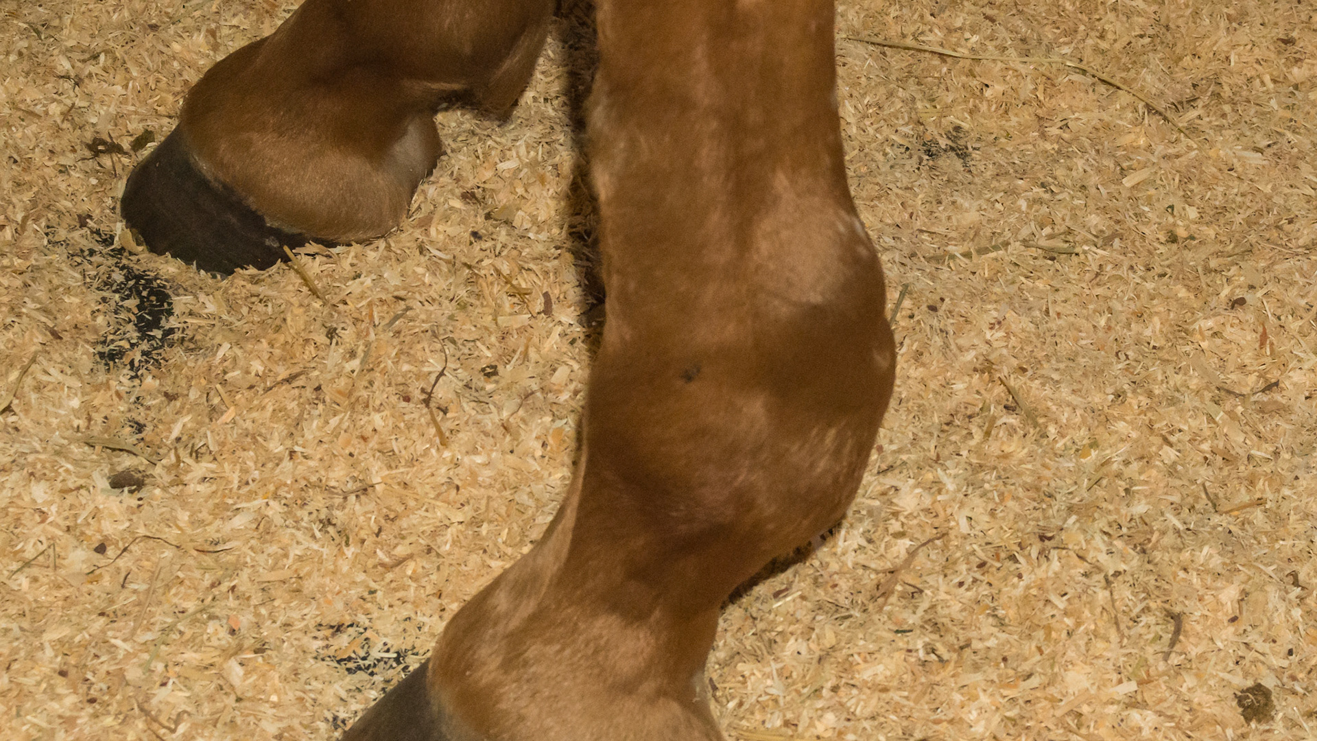 Fluid filled lateral fetlock: This is most likely a tendon sheath filling because the fluid is along the tendons, is caudal to the fetlock and is a firm fluid that can not be moved with finger pressure.