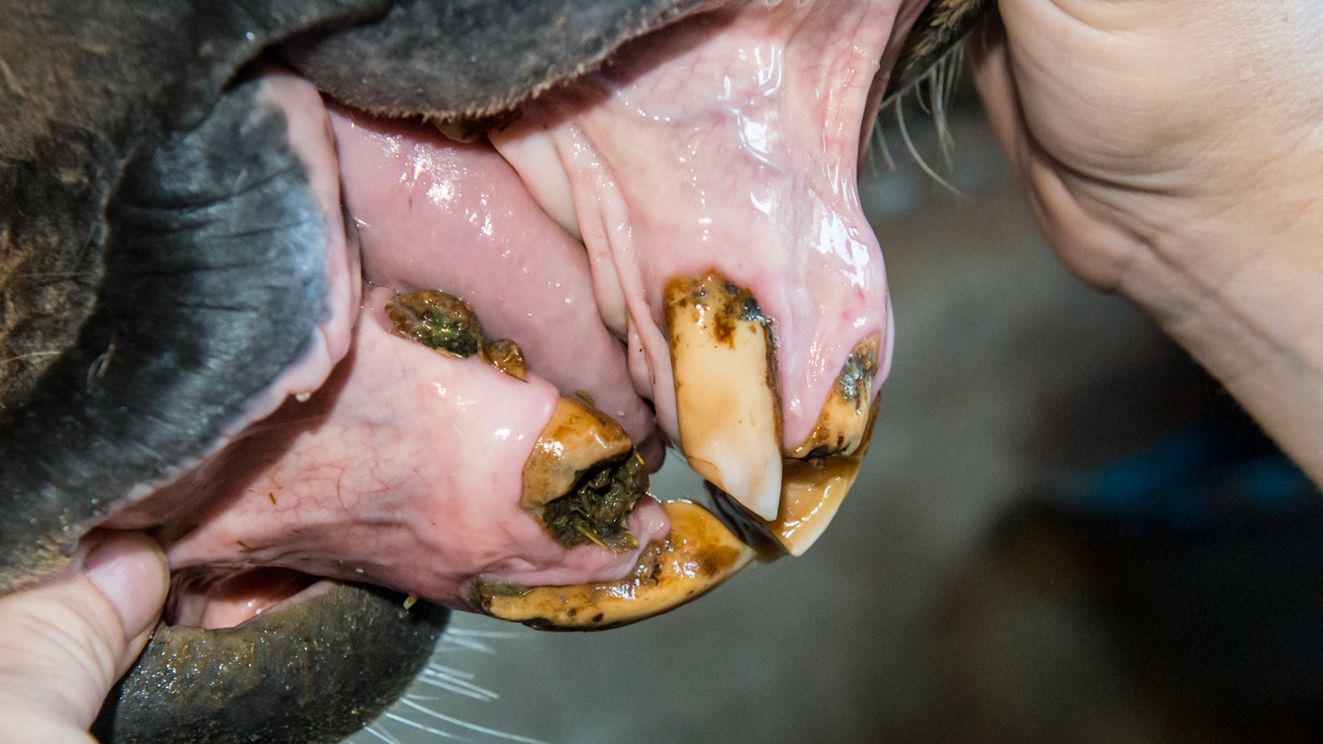 EOTRH horse 6 - Taken 8 months after extraction of decayed and fractured 403-  base of 402 exposed but firm in the mouth. All teeth firm with no bad smell or pain when filed with the small canine file. Cheek teeth not affected and in great shape in this 29 year old.