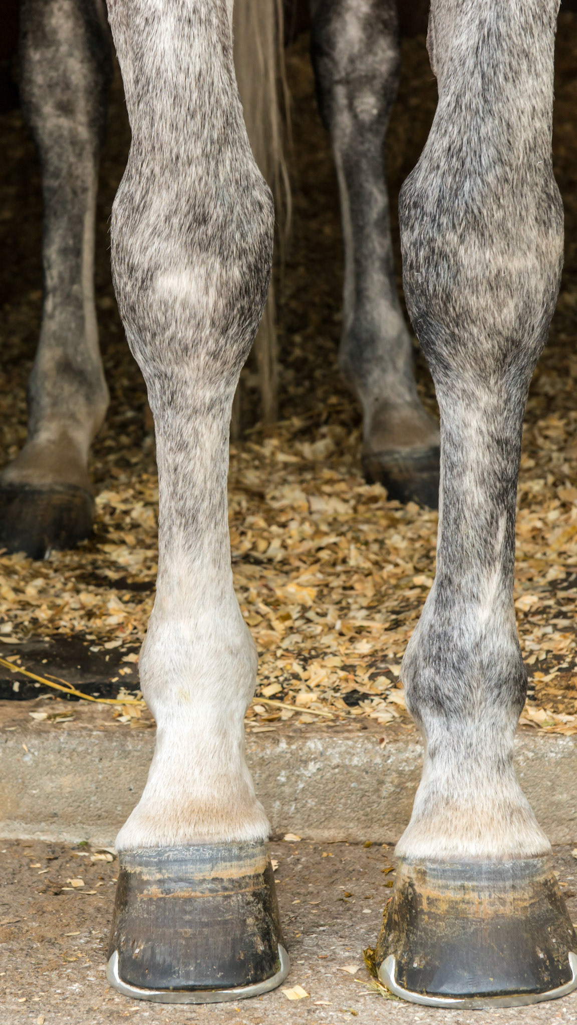 Horse B - One horse with 2 completely different front hooves. The RF has vertical side walls, a dished in toe, elevated coronary band on the inside, and long and uneven heels. The LF appears more normal with a balanced shape and even coronary band, however, the hoof pastern axis is slightly broken and the heels are underslung (these can be seen in the side view.