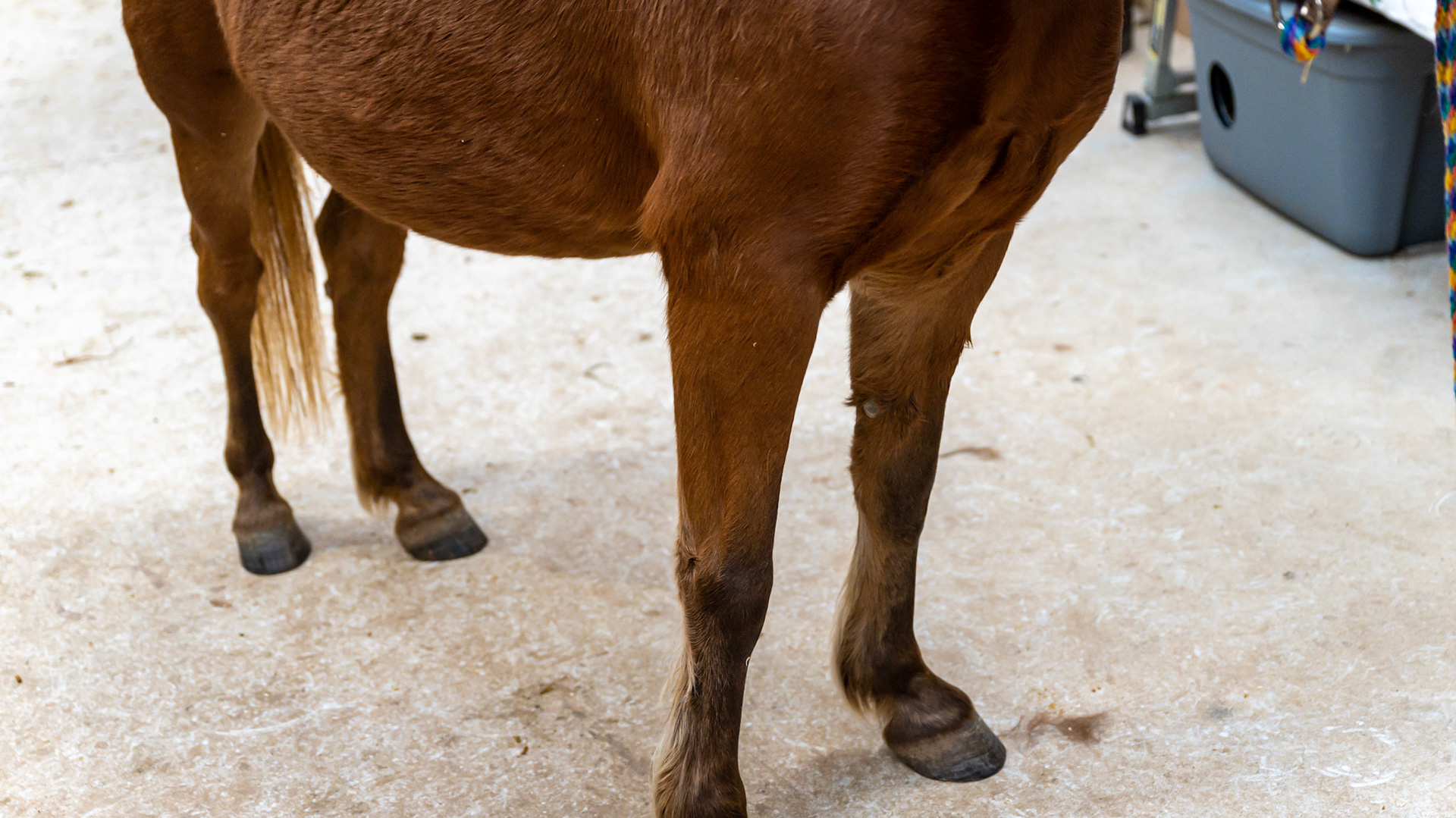 While this looks like a chestnut horse, it is not. There are dark lower limbs and a sooty appearance to the flaxen mane and tail. This is a silver modified bay with a single dilution of cream (buckskin).