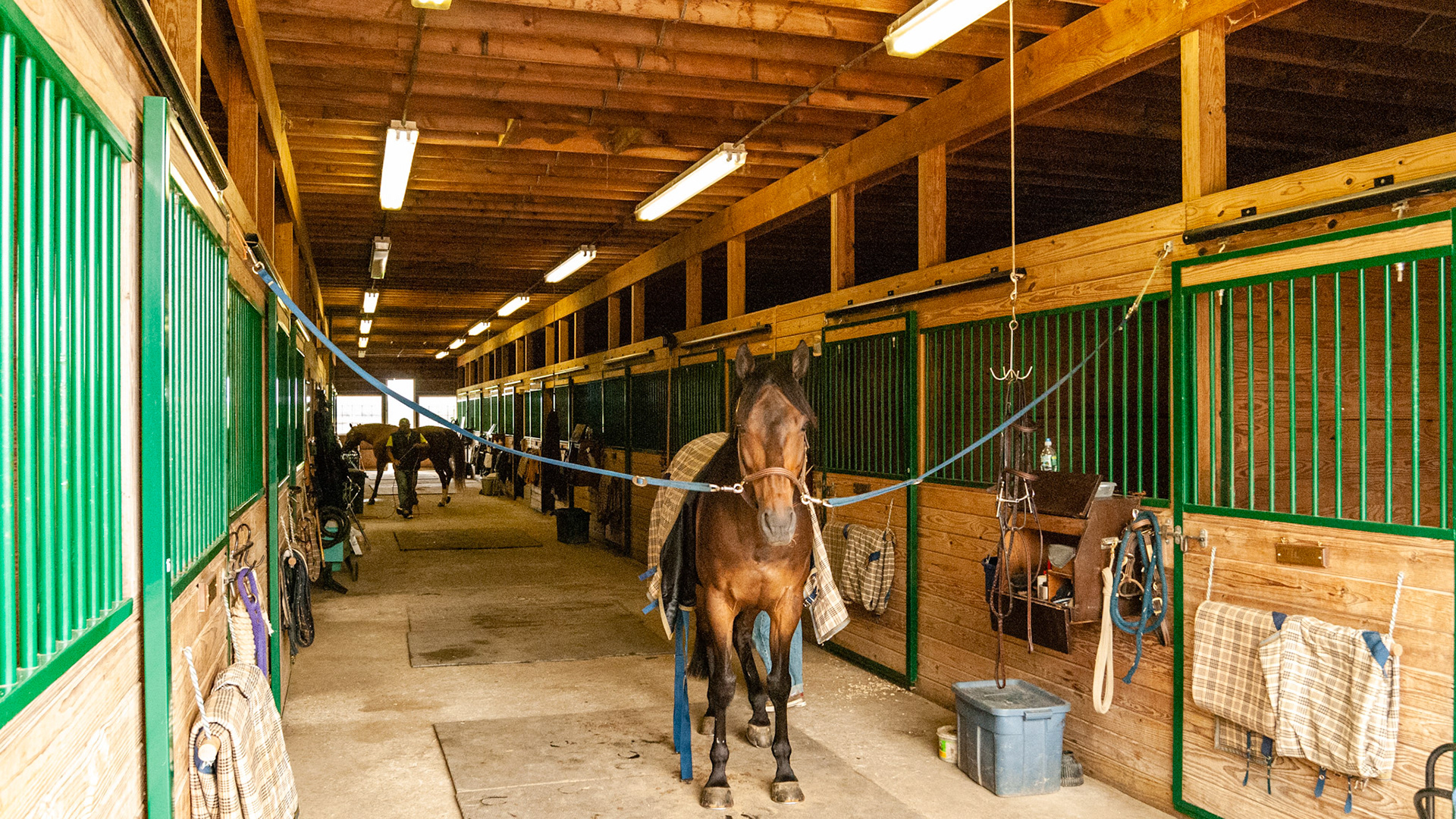 Cross ties are another way of applying a direct connection to the horse though it is not a connection to you. It does, though. Provide a degree of safety when working on a horse that is far safer than no halter and lead. That said, you must remain vigilant to the horses as I know of many people severely injured by a horse in cross ties.