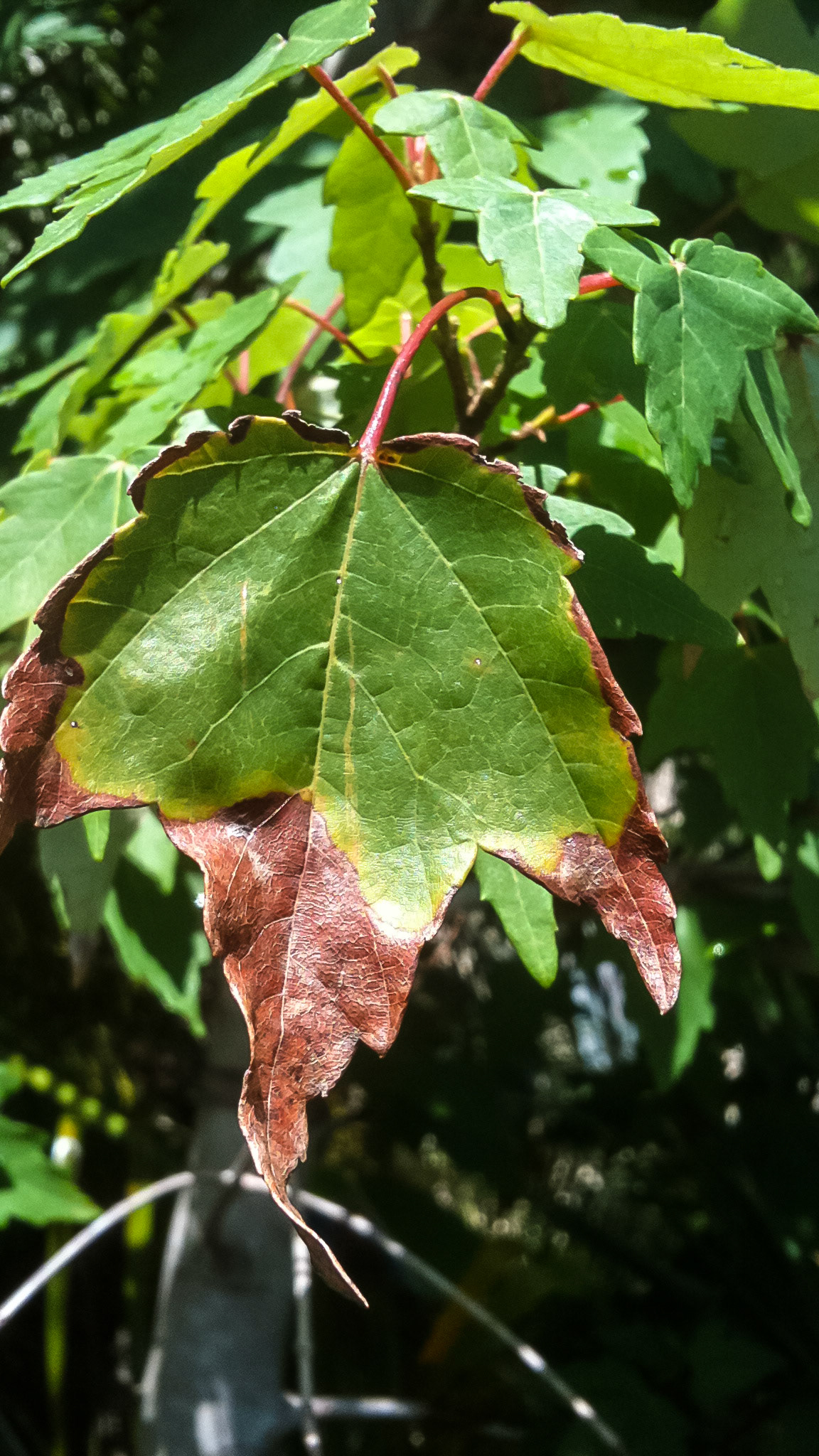 A dying red maple leaf which is technically not wilting but could be tokix to horses if still on the tree.