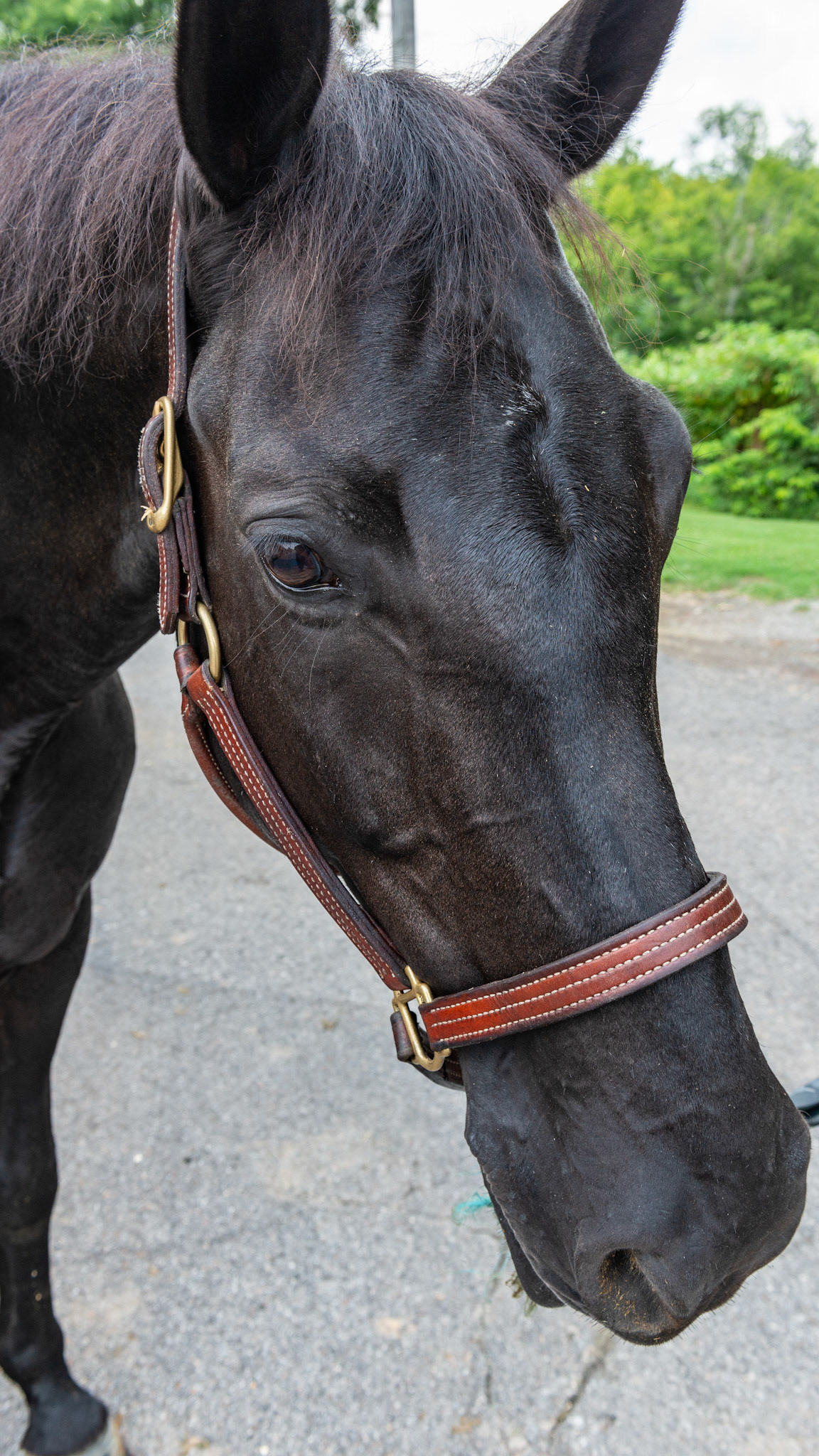 Dark bay. Brown hairs seen on the body above the knee and hock and on the face yet the whold body seems black. Compare to blood bay and a piebald paint which has true black hairs.