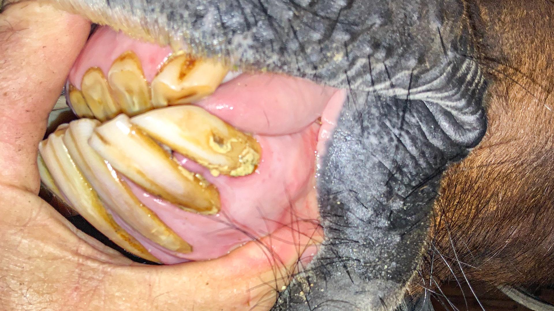 EOTRH in a horse with upper incisors worn to the gums. Petechial hemorrhage spots are seen just below the upper finger and the gums have receded on the central lower teeth. There is also incisor calculus and an enlarged mandibular bone at the incisors.