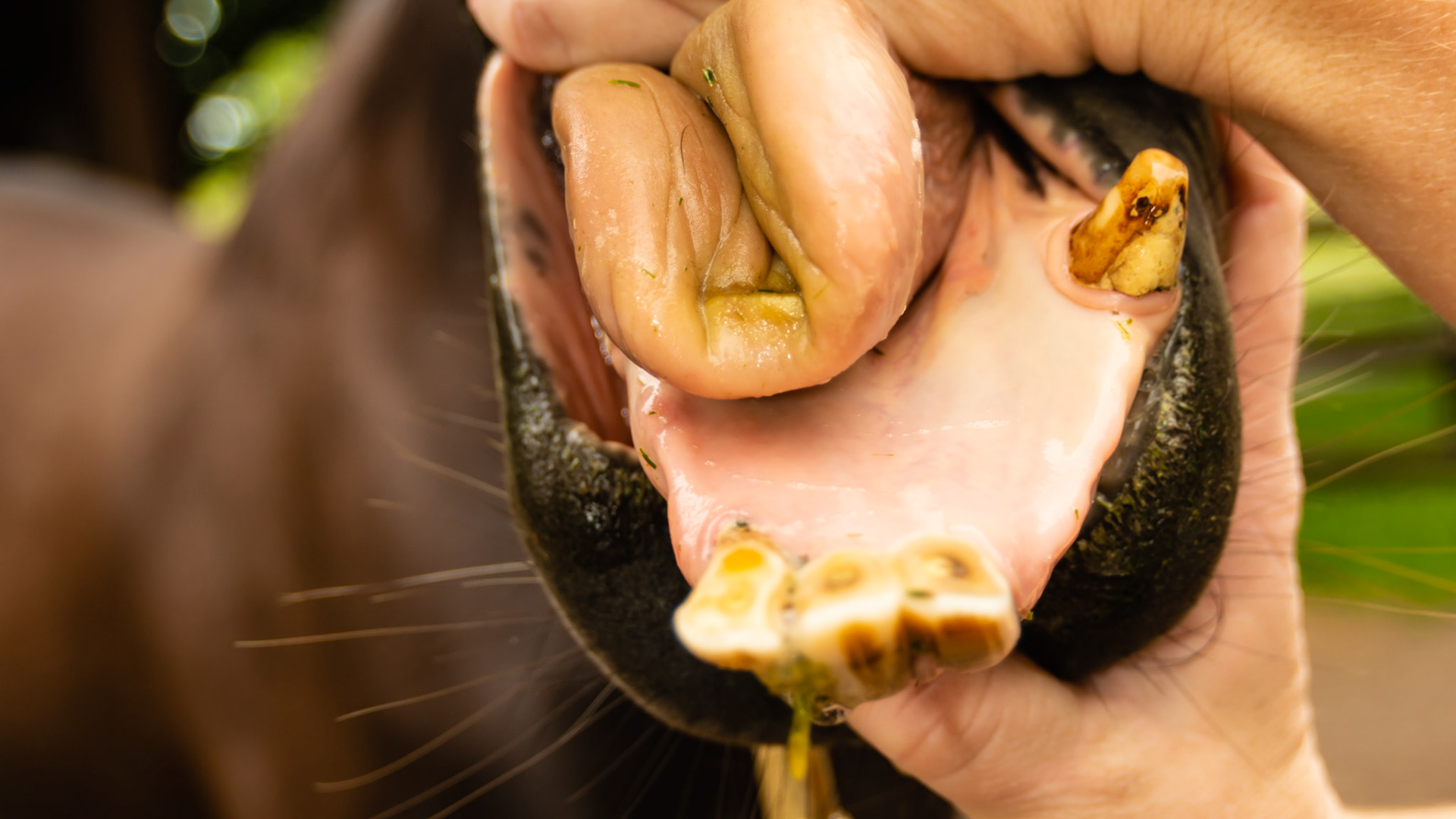 EOTRH horse 7 - 27 years old