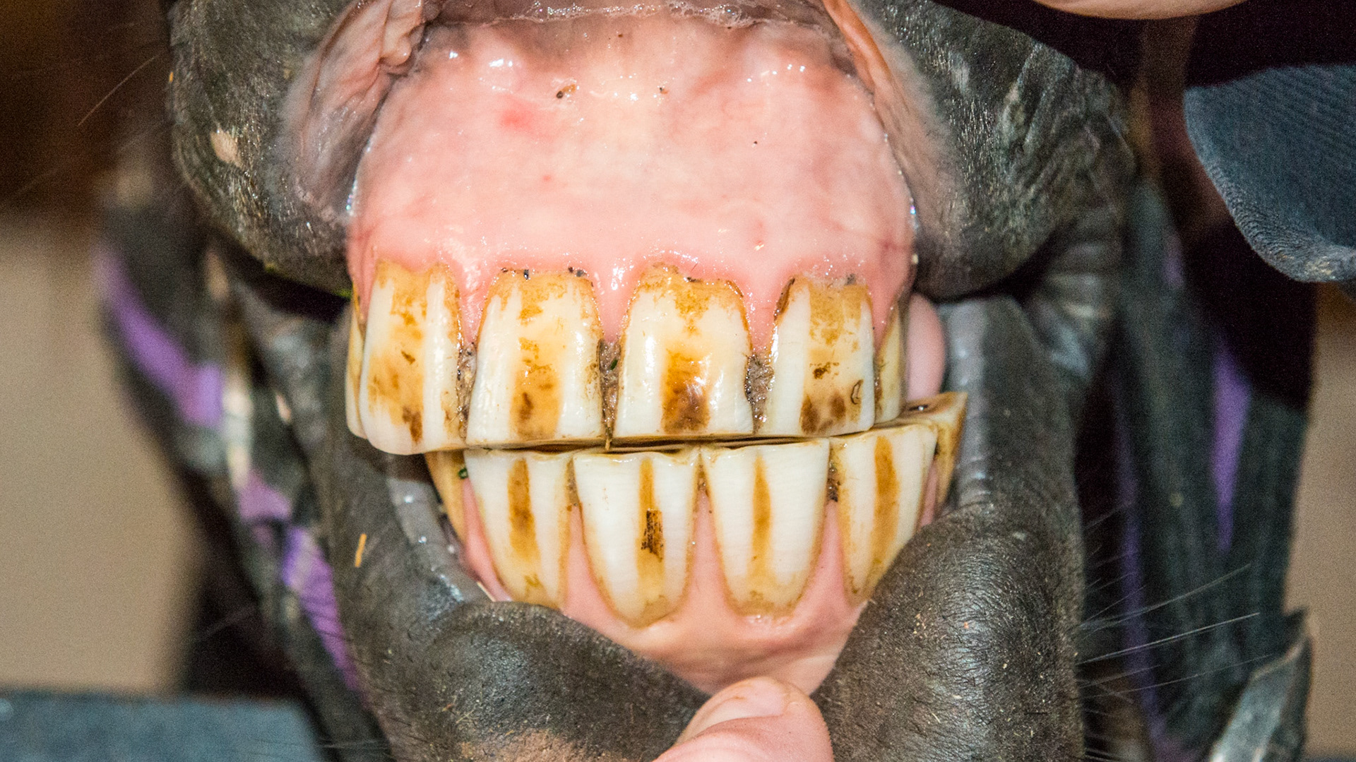 The pony with the cribbing rings removed almost 2 years ago.