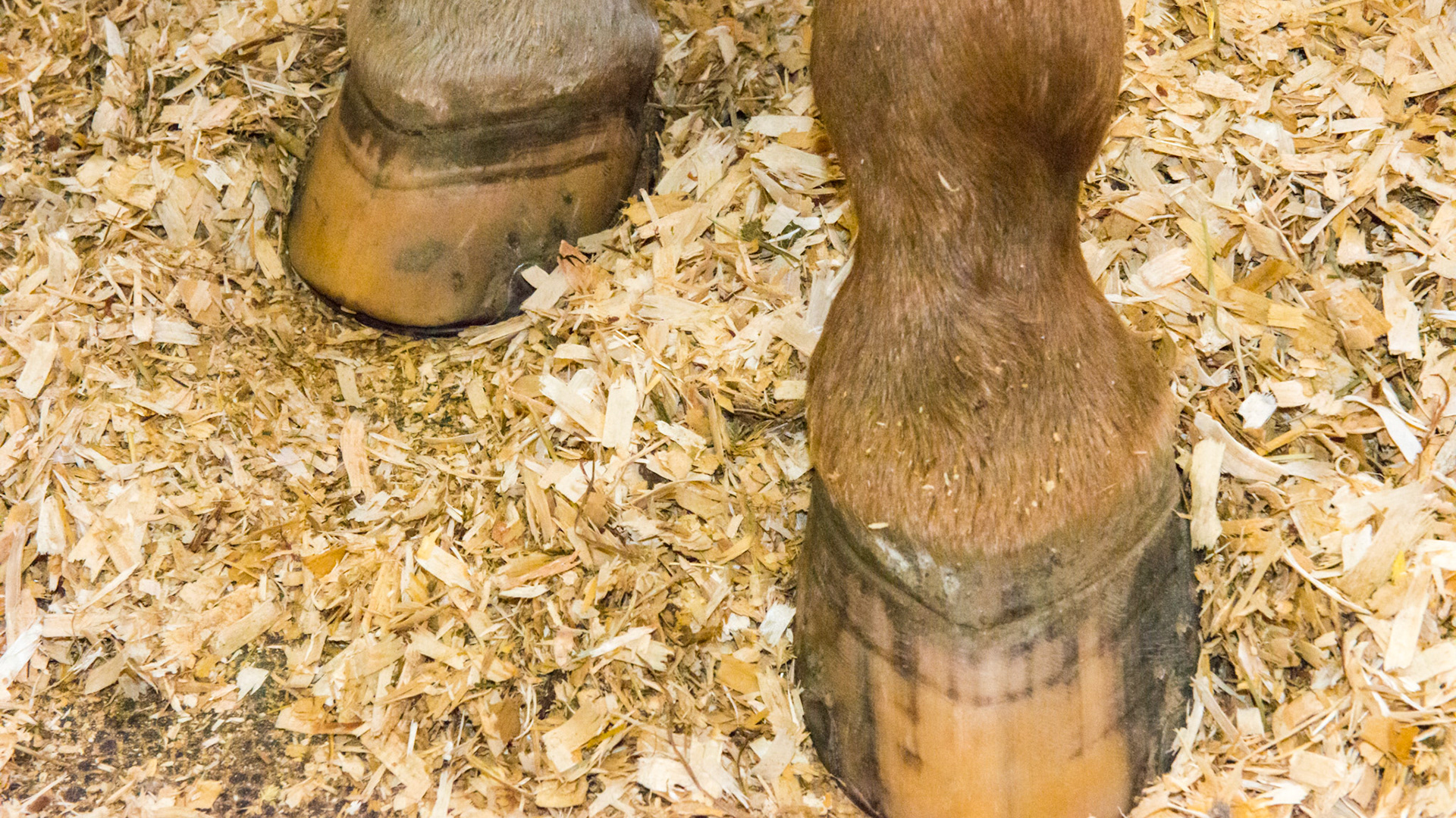 Mature Appaloosa G that foundered 3 months earlier. Growth rings are prominent on all 4 hooves. These are the hind hooves.