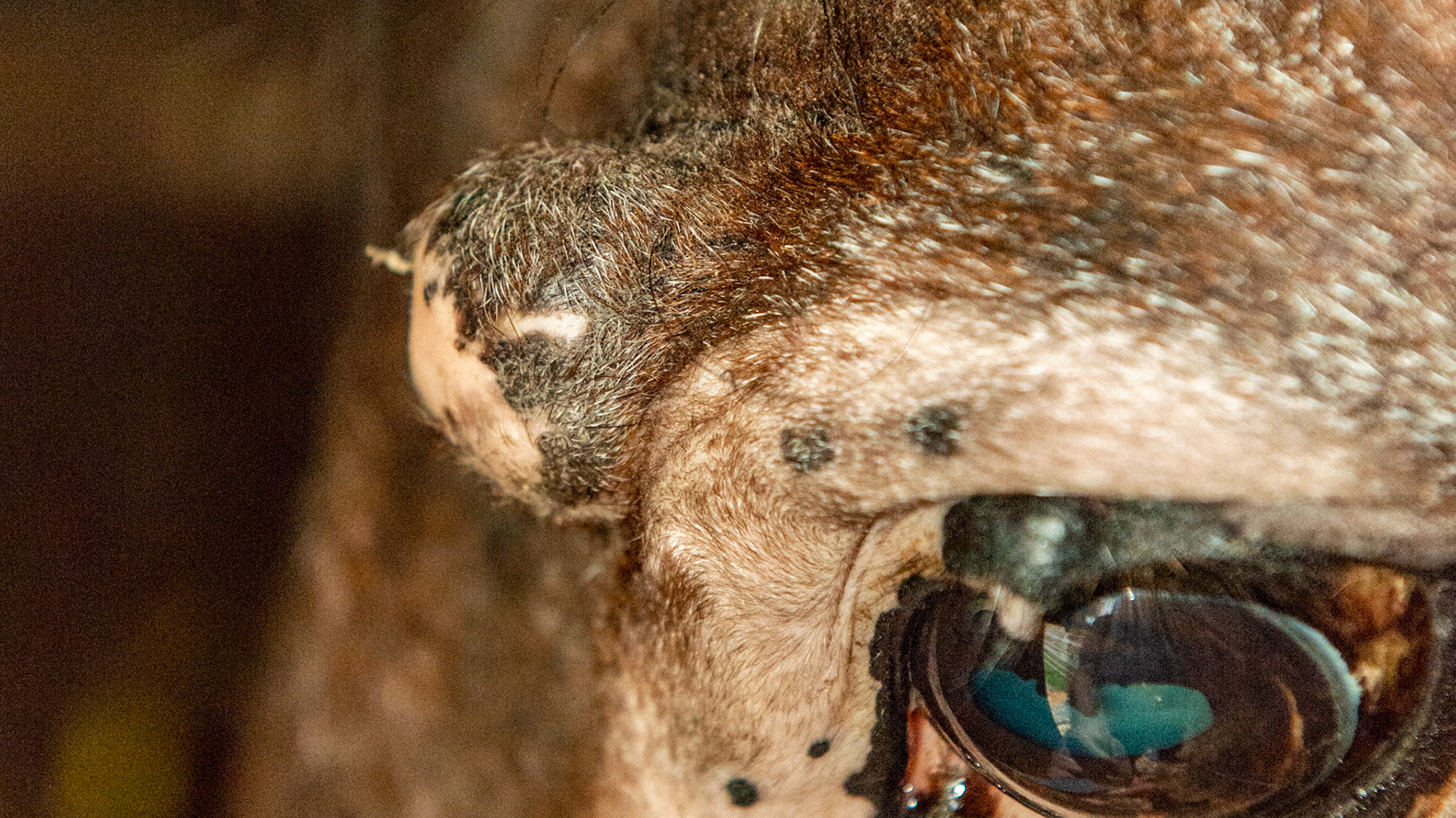 Soft non-painful mass over the left eye of an older horse that has been there for years. Also note another smaller mass on the upper eyelid.