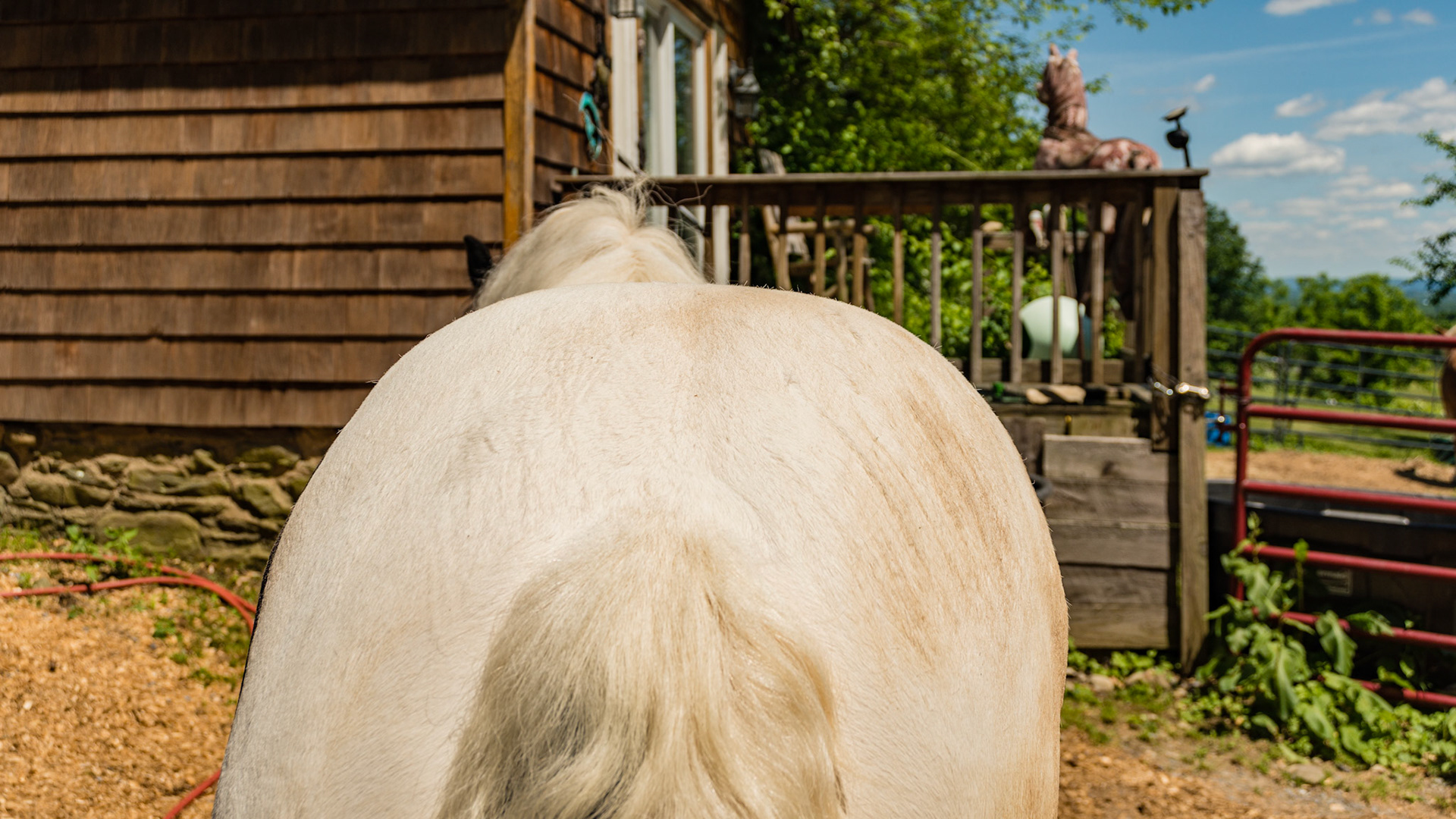 5 yr Gypsy Vanner, Piebald Tobiano. Horse A - BCS 8 - Fat ~ Discernible crease down spine and ribs difficult to feel.  The neck is large for the horse. Fat is deposited on the tail head, withers, shoulders, neck, inner thighs.