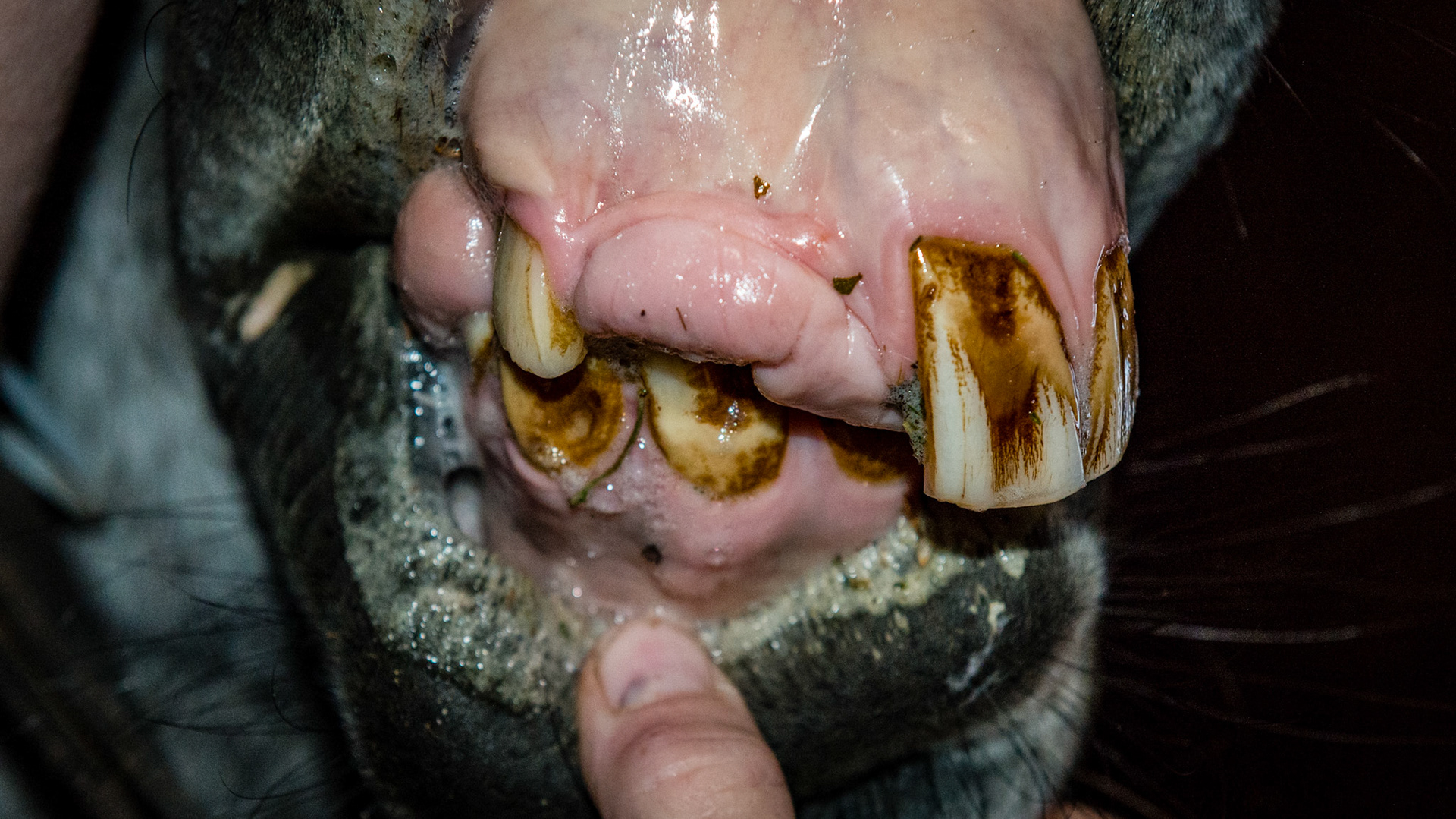 Incisor cap extractions horse 3 - 4 year old TB G with a parrot mouth and deformed placement of teeth and supernumerary teeth - 6 months after tooth extraction